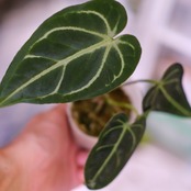 アンスリウム・レガレ / Anthurium Regale㉑│観葉植物
