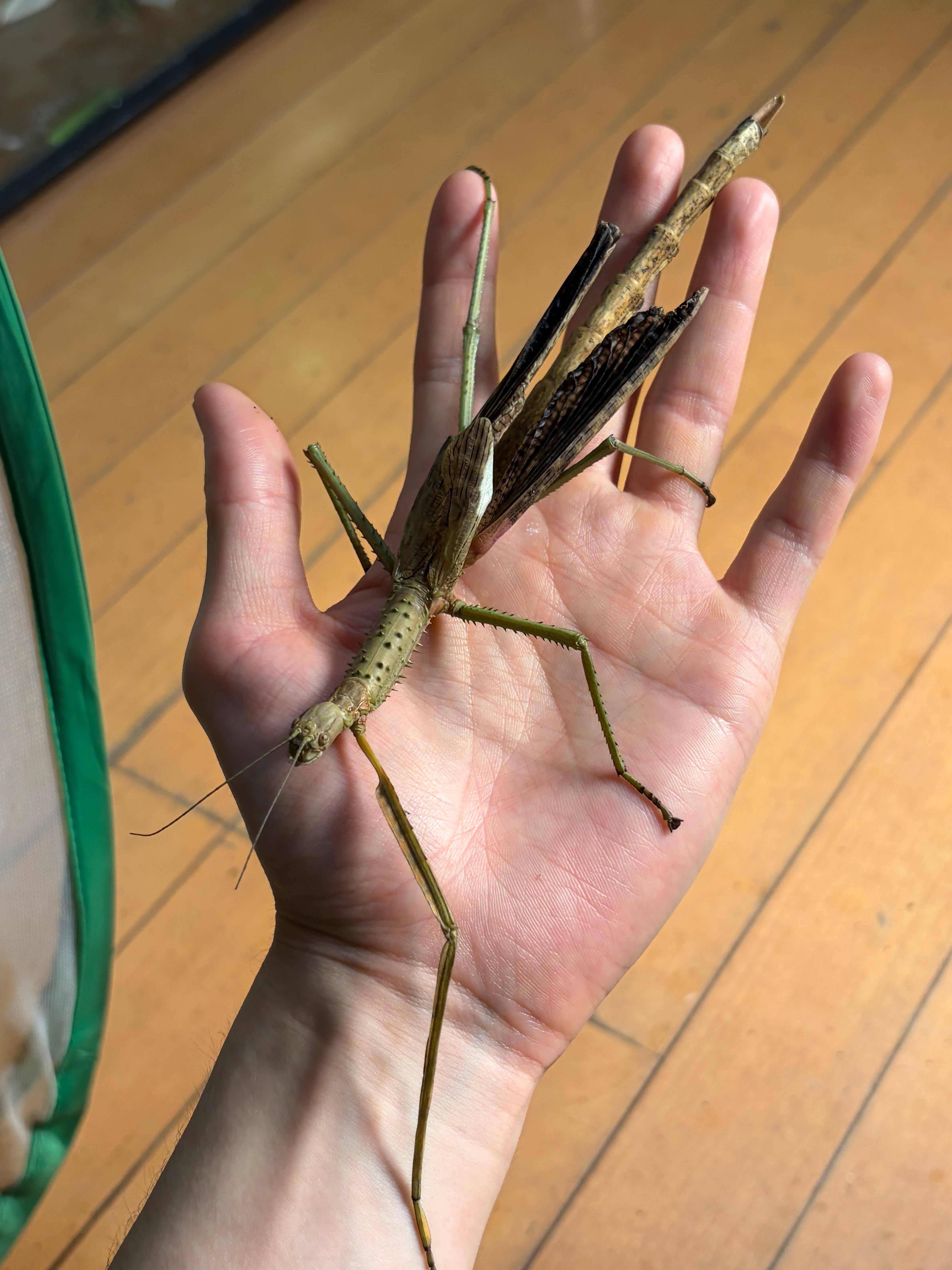 【極太LAST】スマトラナナフシ コノハムシ ナナフシ カマキリ マンティス LAST成虫ペア】ウルフィングナナフシ コノハムシカマキリマンティス