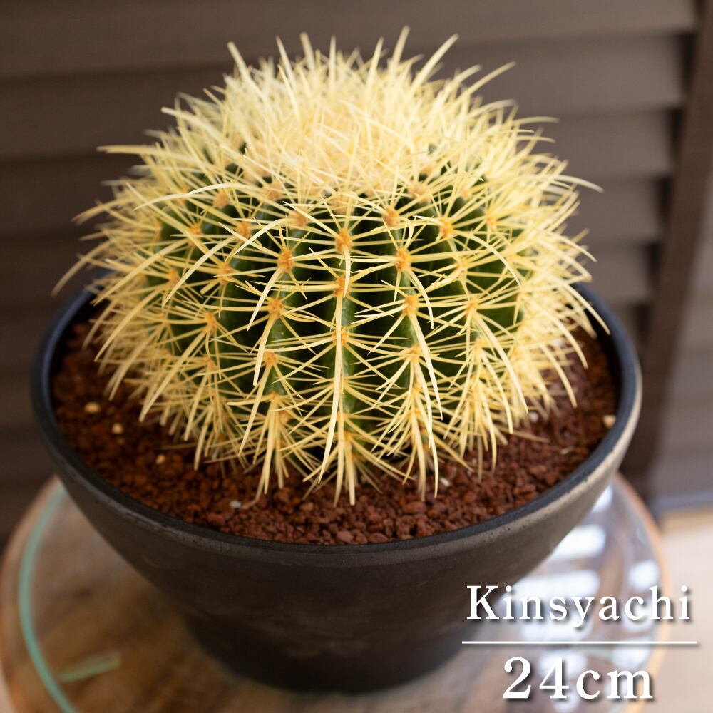 特特大　金鯱　キンシャチ12号 36cm鉢 尺鉢 特特大 金鯱 キンシャチ12号 36cm鉢 尺鉢 特特大 金鯱 キンシャチ