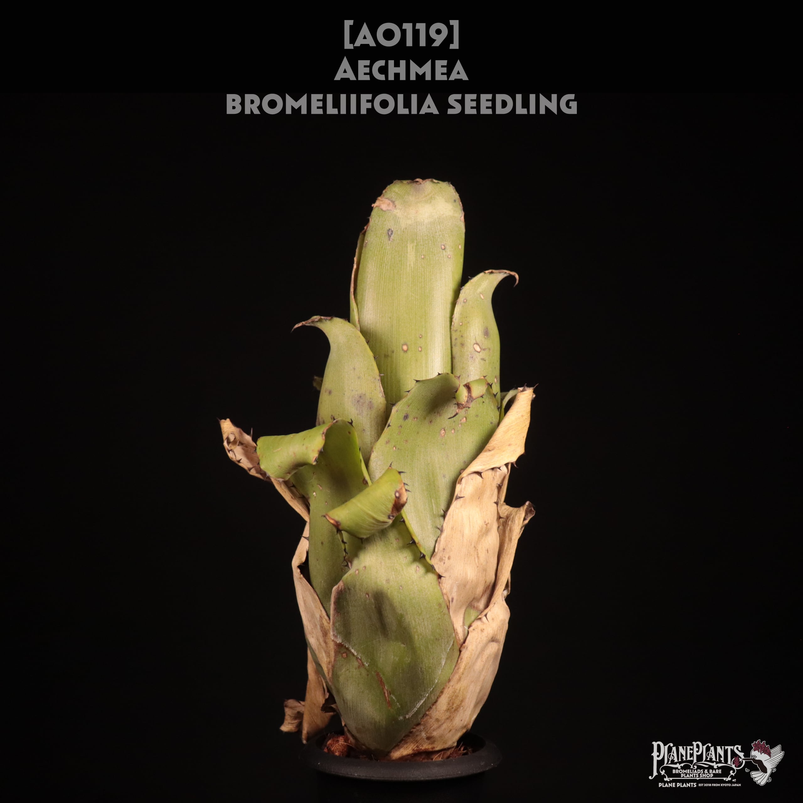 Aechmea bromeliifolia seedling A0119 【公式通販】