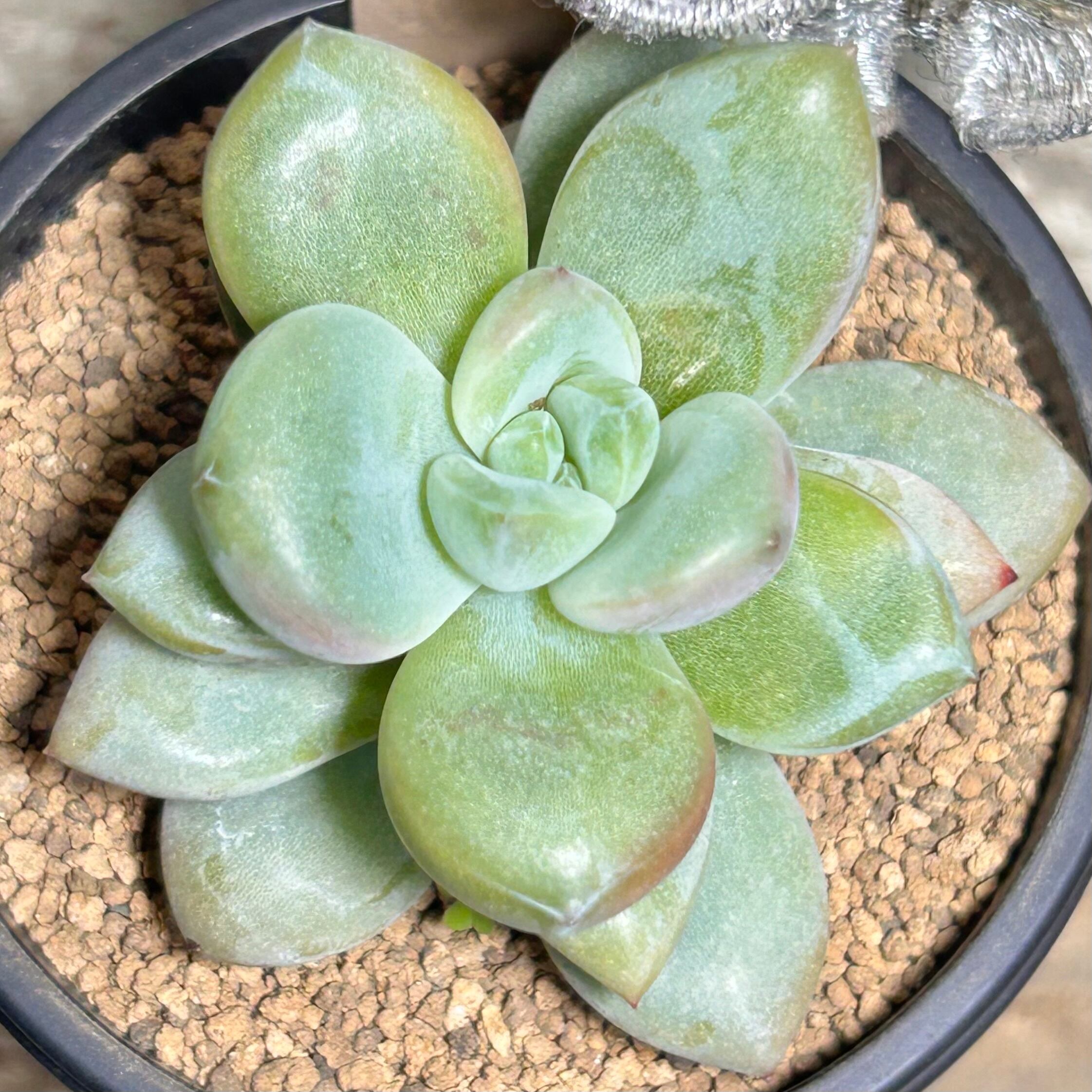 斑入りミセバヤ(紅葉) | RuPo 多肉植物専門店