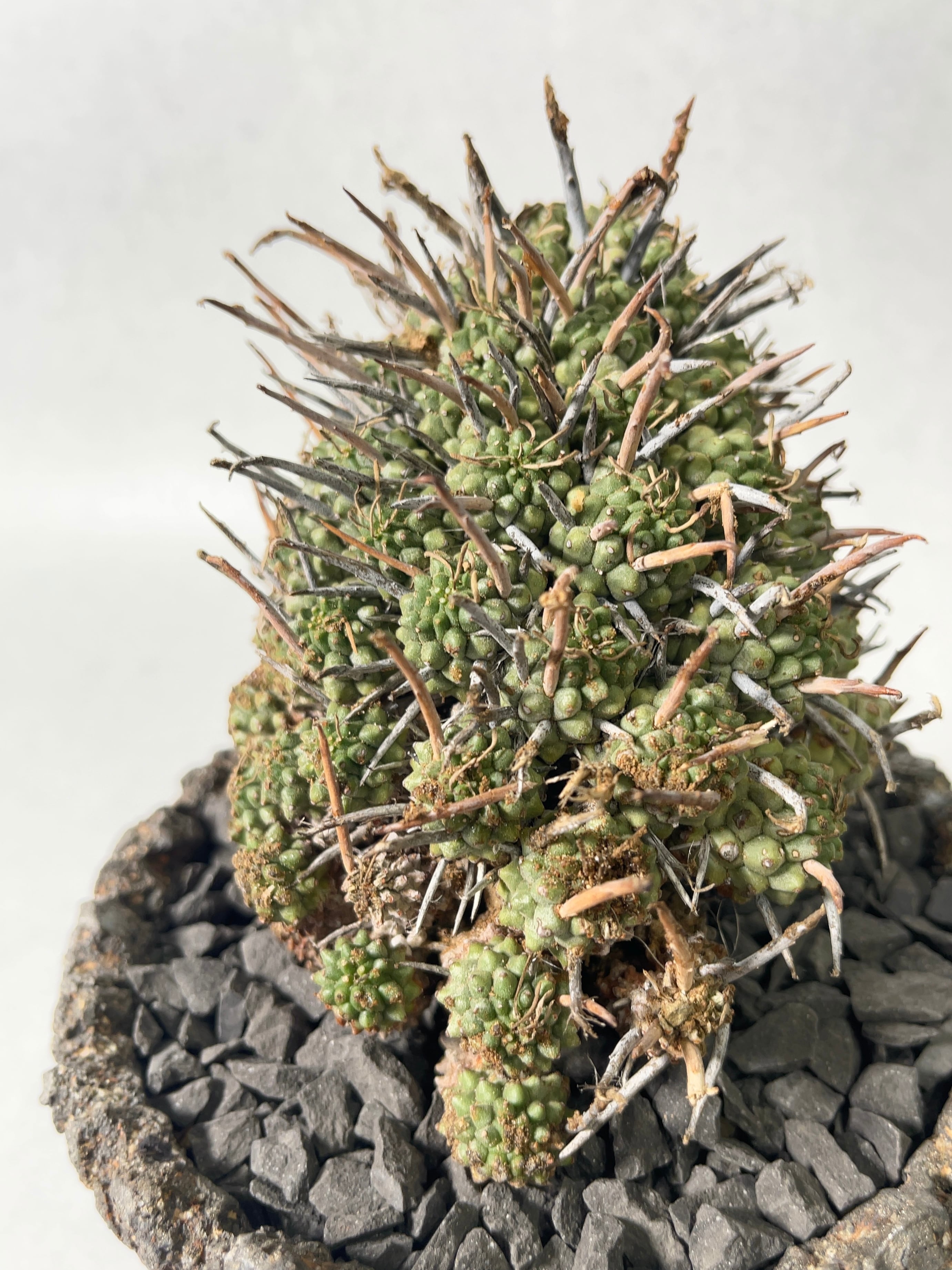 ユーフォルビア ムルチセプス（多頭キリン） 実生③ さかなの島: King of Medusoid