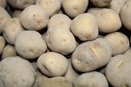 キタアカリ (SＭL３kg)　北海道産タネ馬鈴薯