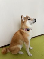 受注制作「はむつなショップ・メッセージカード」