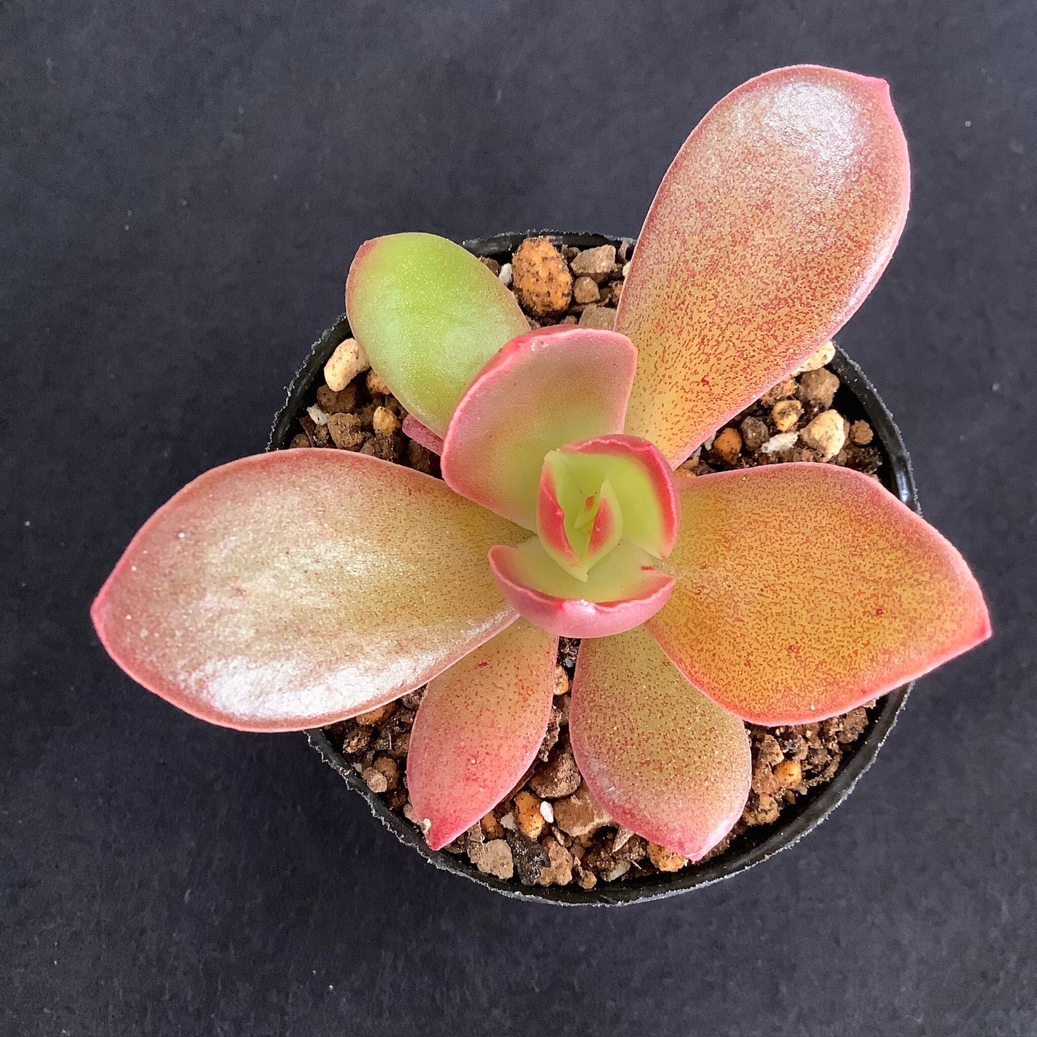 koehres sonianevadensis,Colima（実生苗）① | 多肉アン