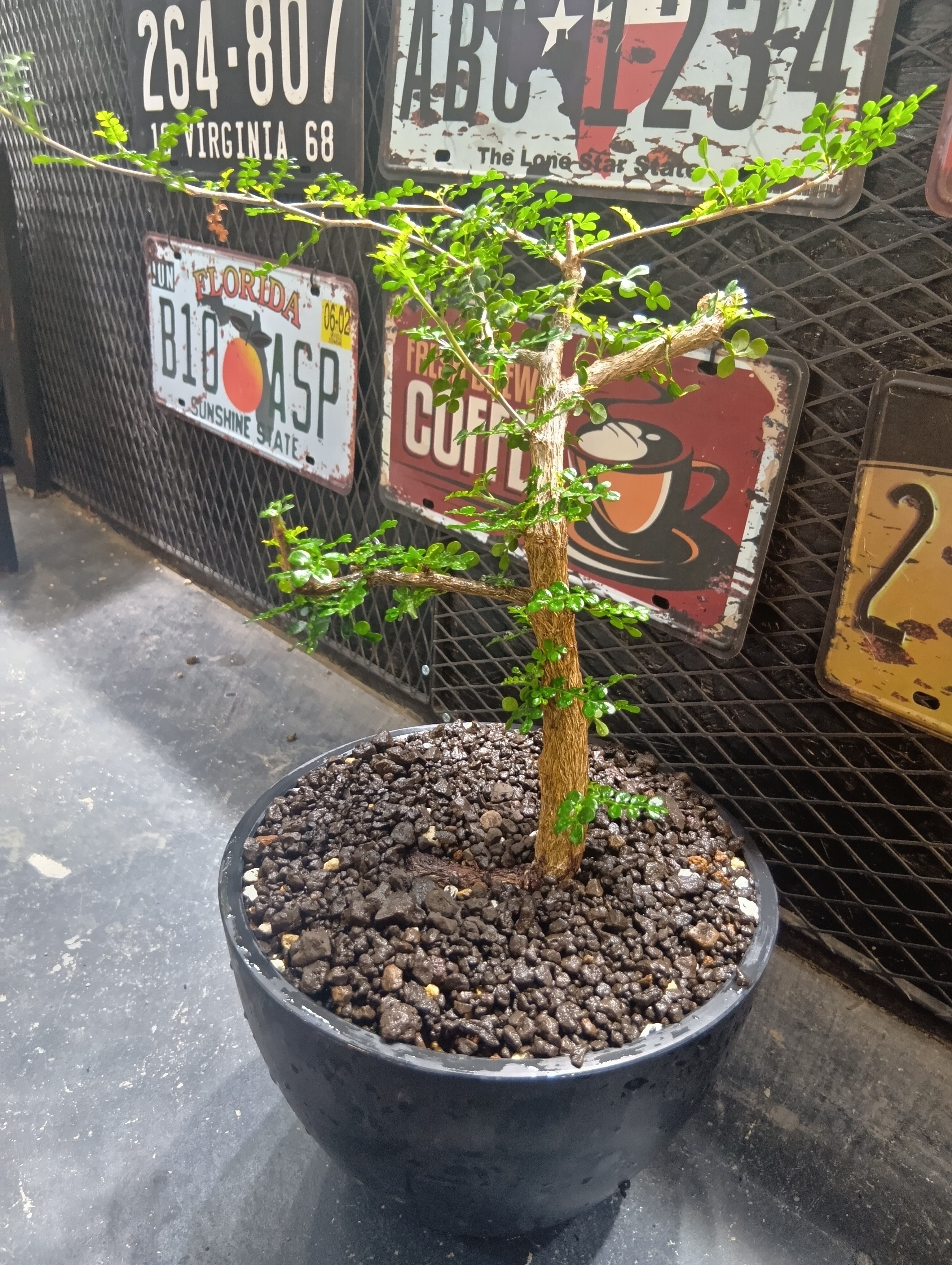 オペルクリカリア デカリー　特大株　鉢ごと発送 大株 オペルクリカリア デカリー 盆栽 | Buenaplant