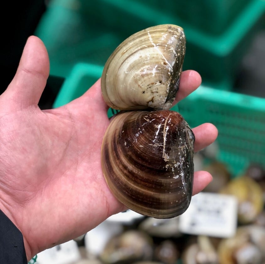 天然 桑名ハマグリ 最高級 蛤 豊洲直送 1キロ（1個約100g）【桑名