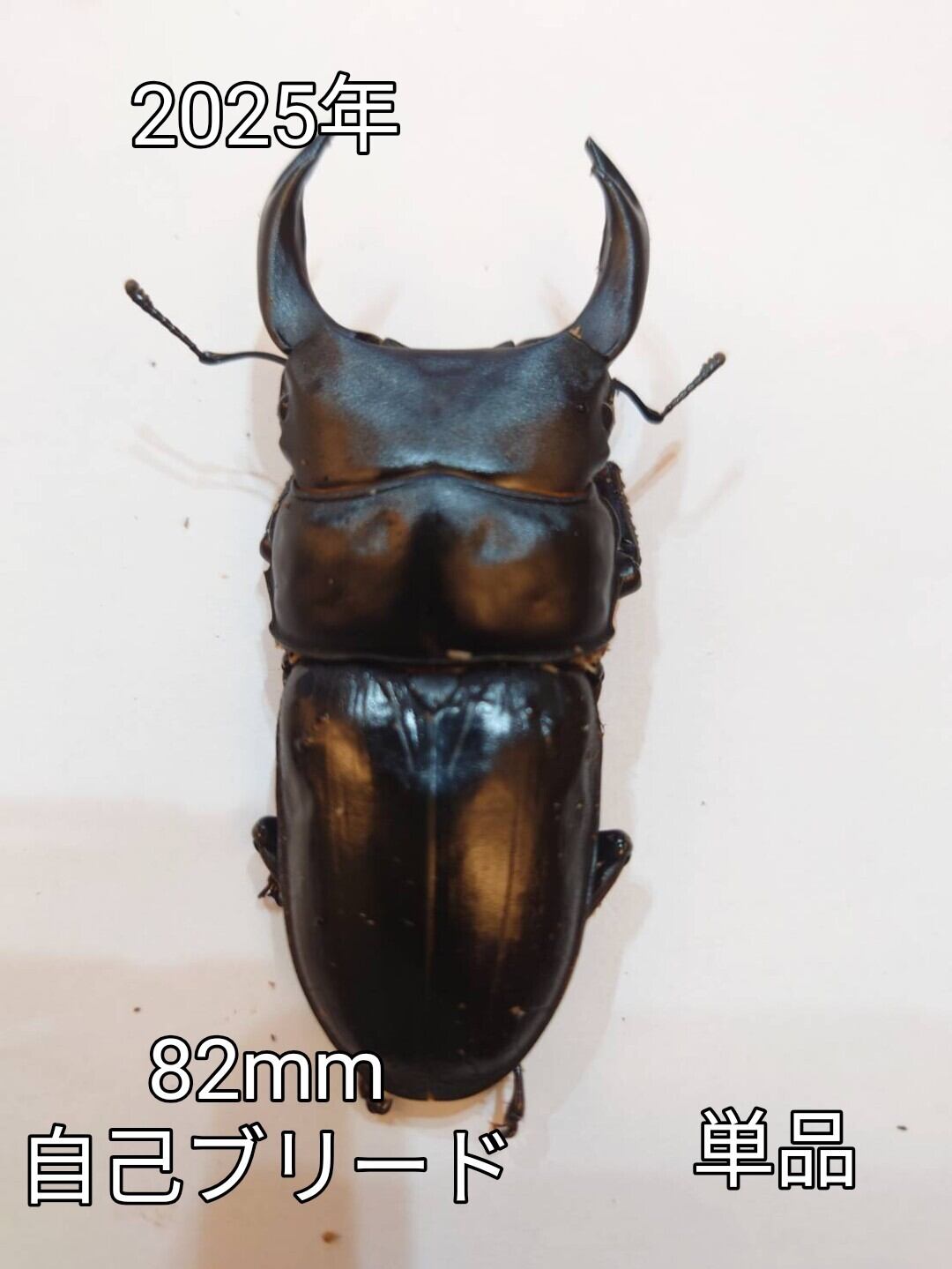 絶煩Tajinyo】 ♂83.8mm(88.0mm同腹) ♀53.5mm 能勢YG 新成虫ペア