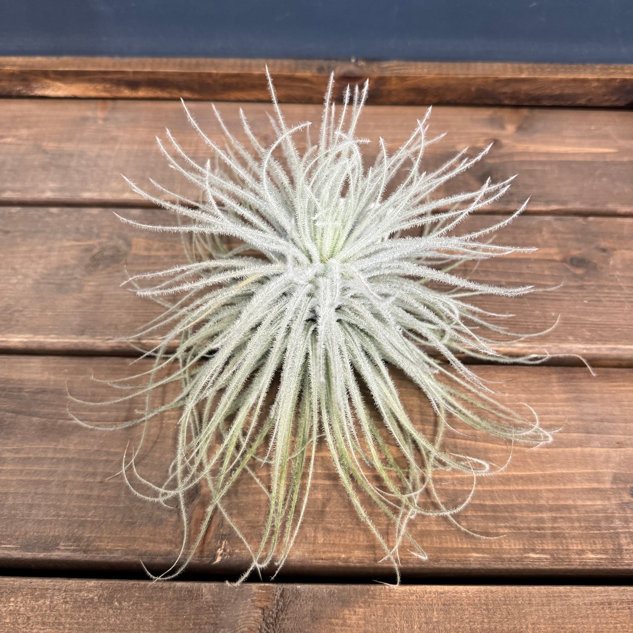 チランジア テクトラム XL【307】