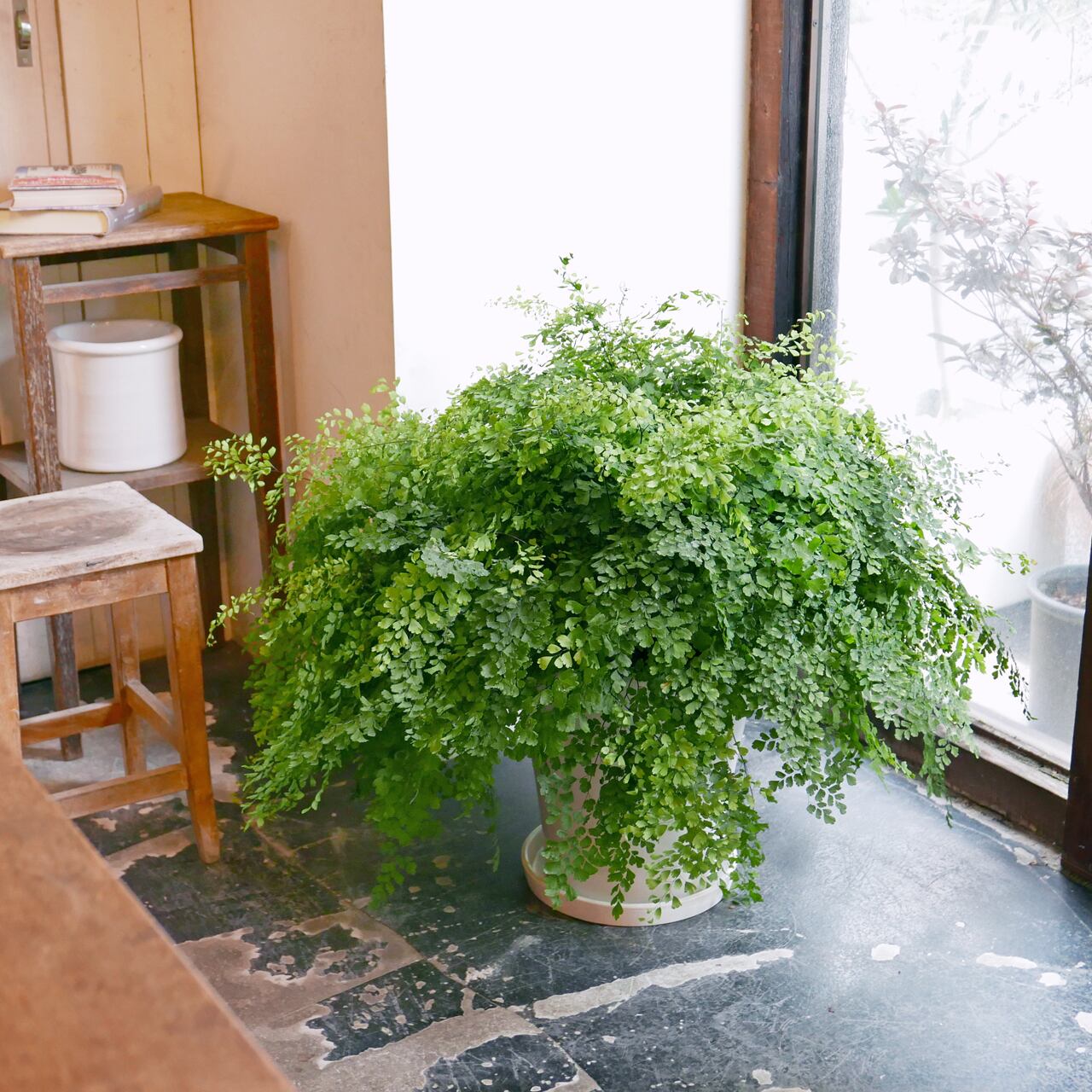 アジアンタム フラグランス 鉢カバーセット Neo Green