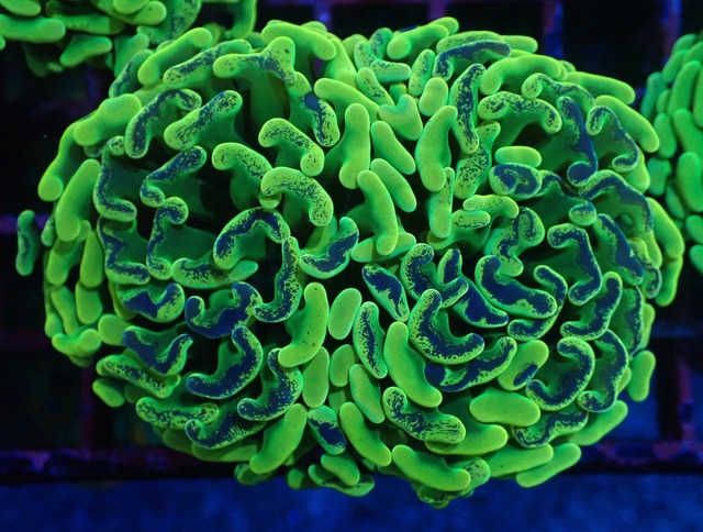Neon Pulse 1