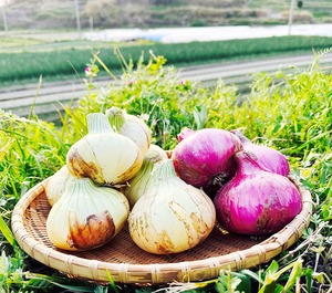 料理がパッと映える！淡路島産 白×赤 玉ねぎ彩り 5ｋｇセット｜ひょうご安心ブランド