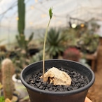 Eriospermum multifidum【エリオスペルマム・ムルチフィダ】