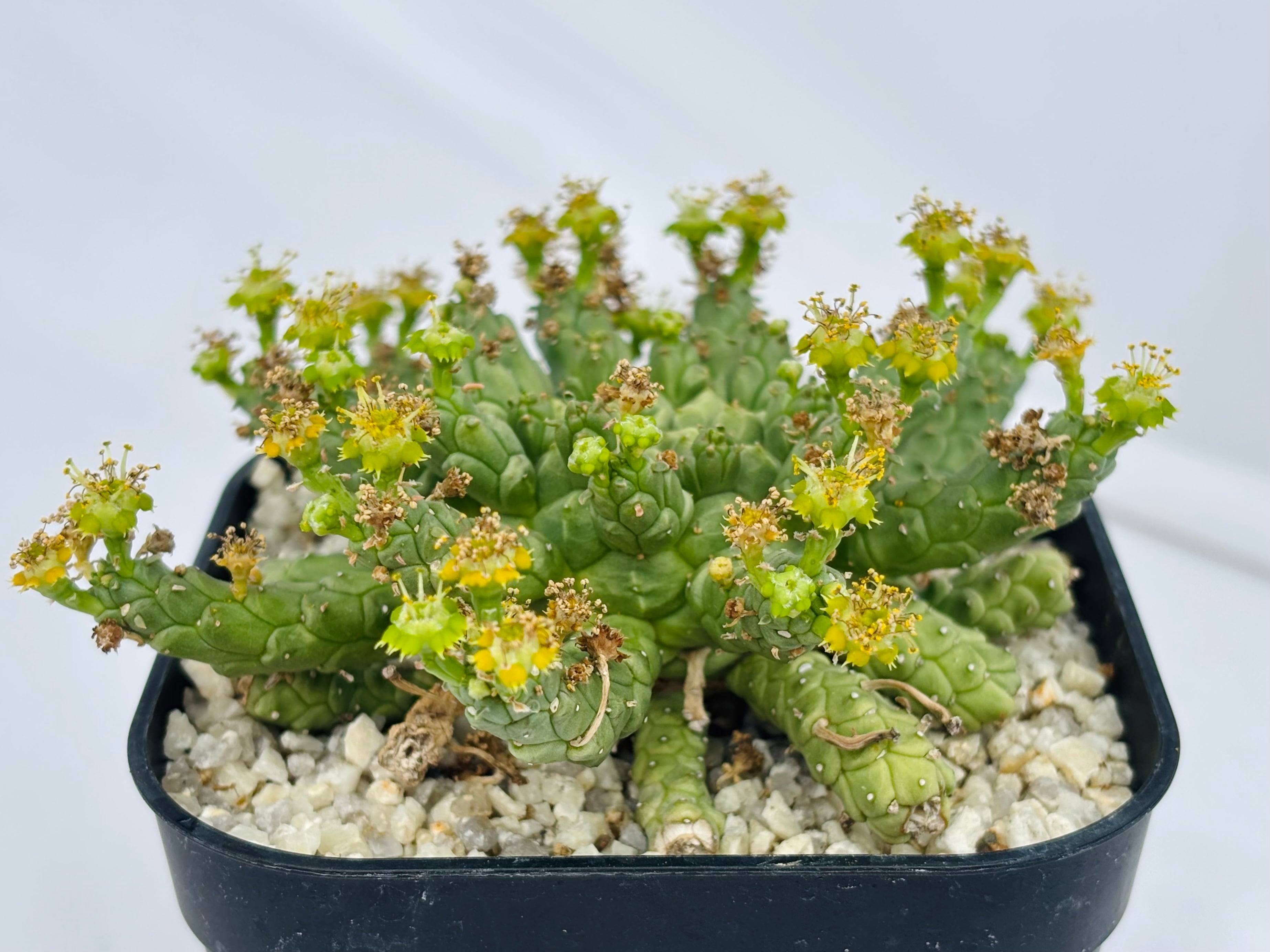 ユーフォルビア　ゴルゴニス　大 Euphorbia gorgonis ユーフォルビア ゴルゴニス 多肉植物 | plants