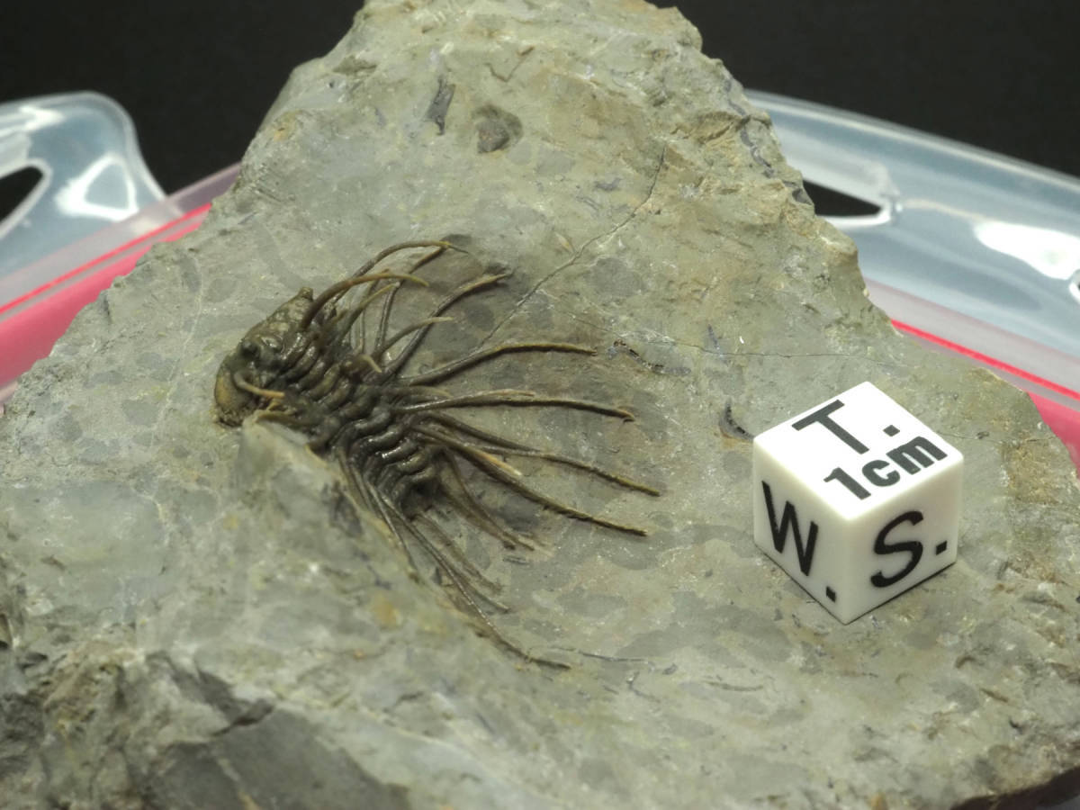 超激レア！入手不可能レベル！三葉虫【Koneprusia sp.】モロッコ王国産