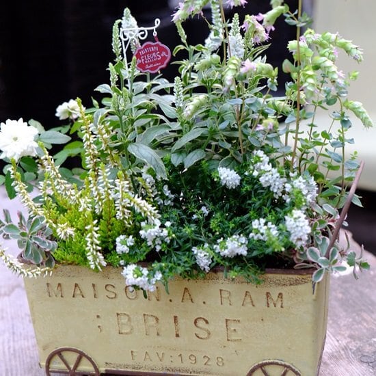 オーダー寄せ植え3500円 | 寄せ植え お花のプレゼント モンディマンシェ