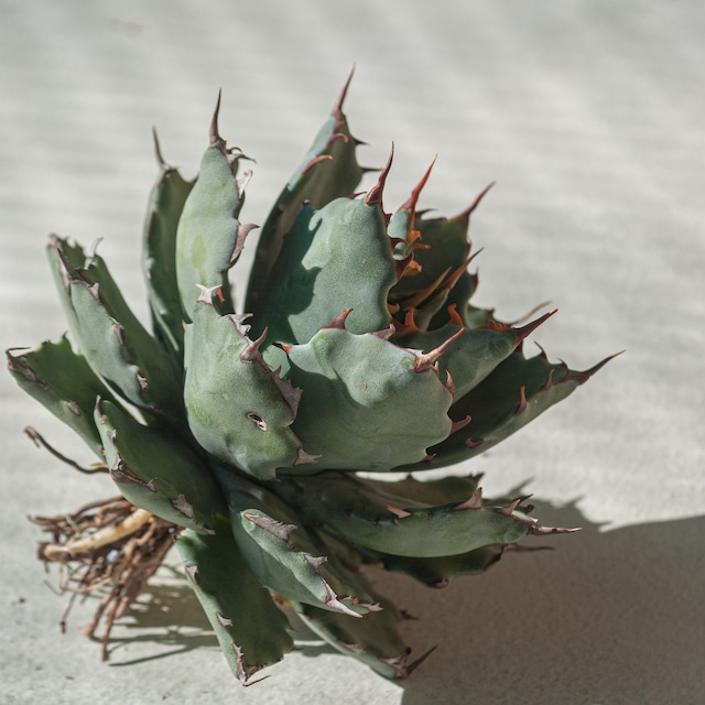 【初売り!!】アガベ 蠍蟹B (ヒメサソリガニ) No.2