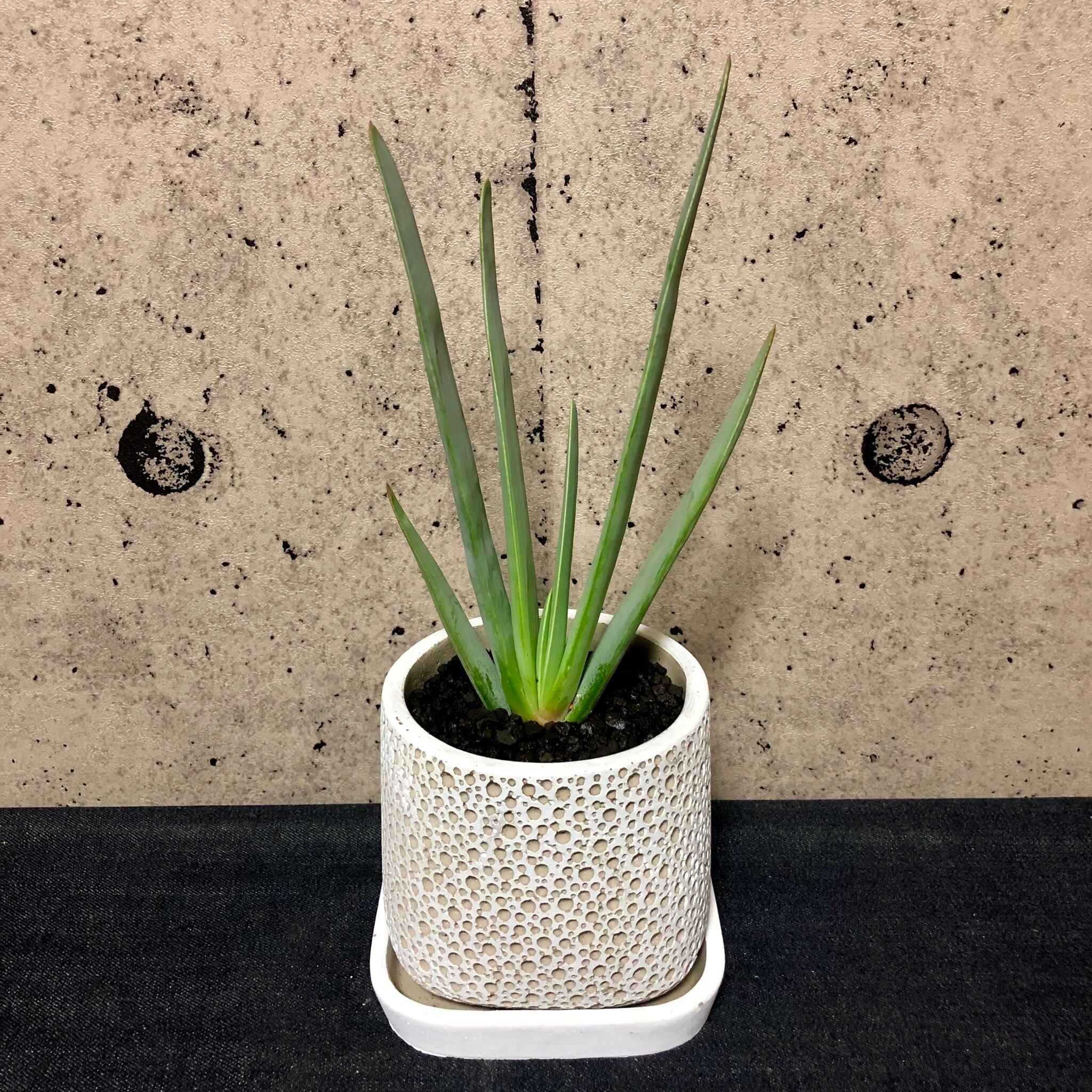 アロエ プリカティリス デザインポット Planet Plants プラネットプランツ アロエ プリカティリス デザインポット Planet Plants プラネットプランツ