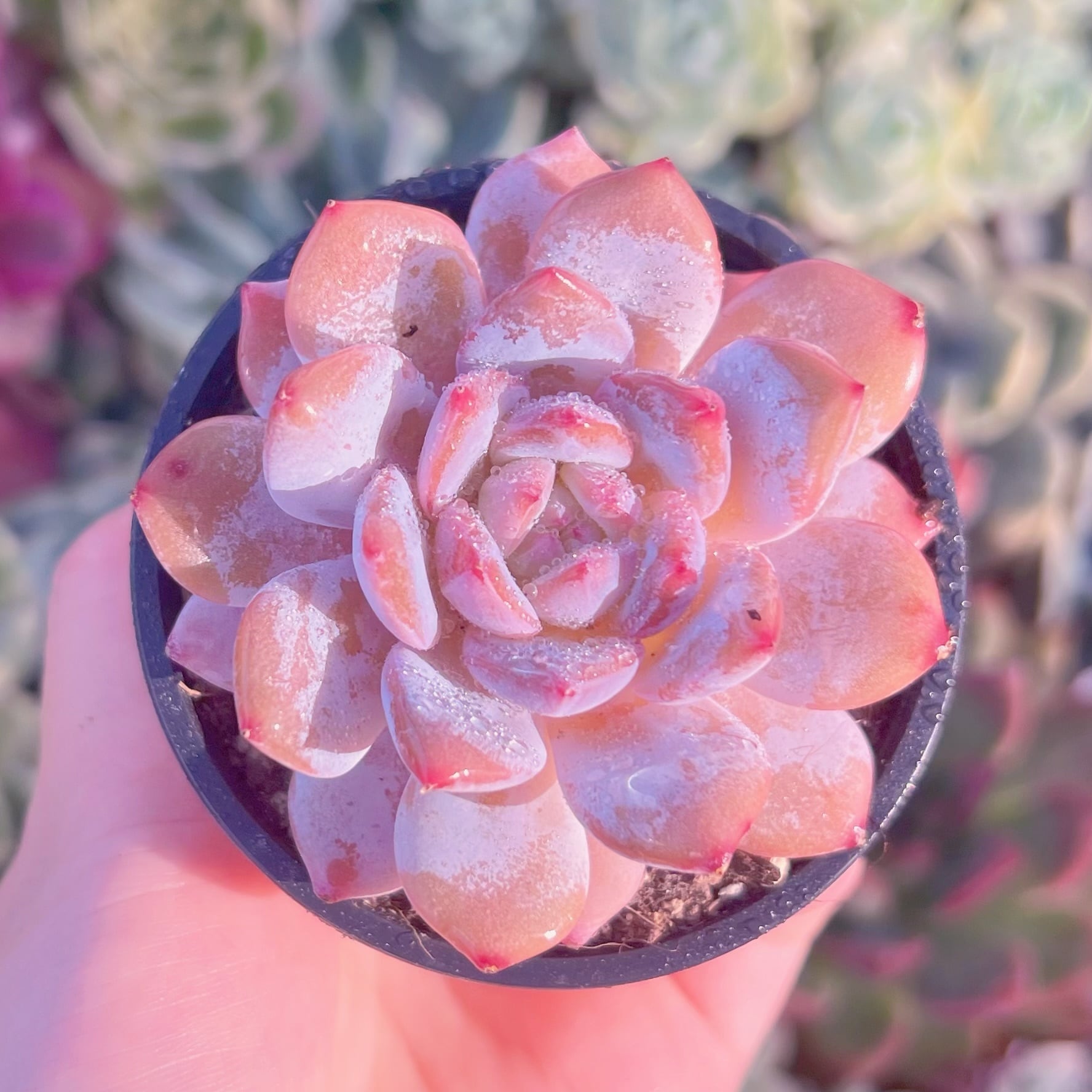 現品　玉芙蓉#005　るる農園