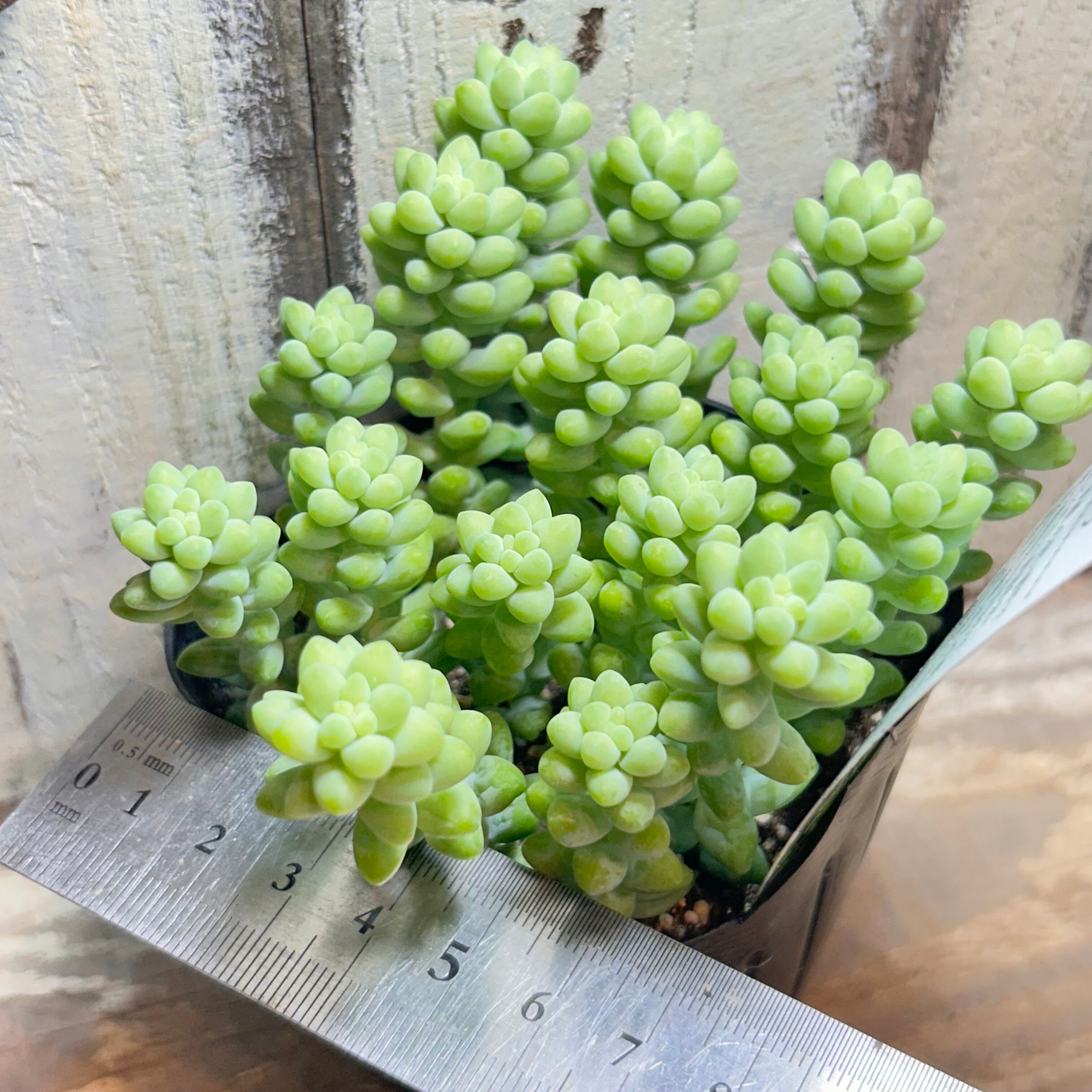 新玉つづり | RuPo 多肉植物専門店
