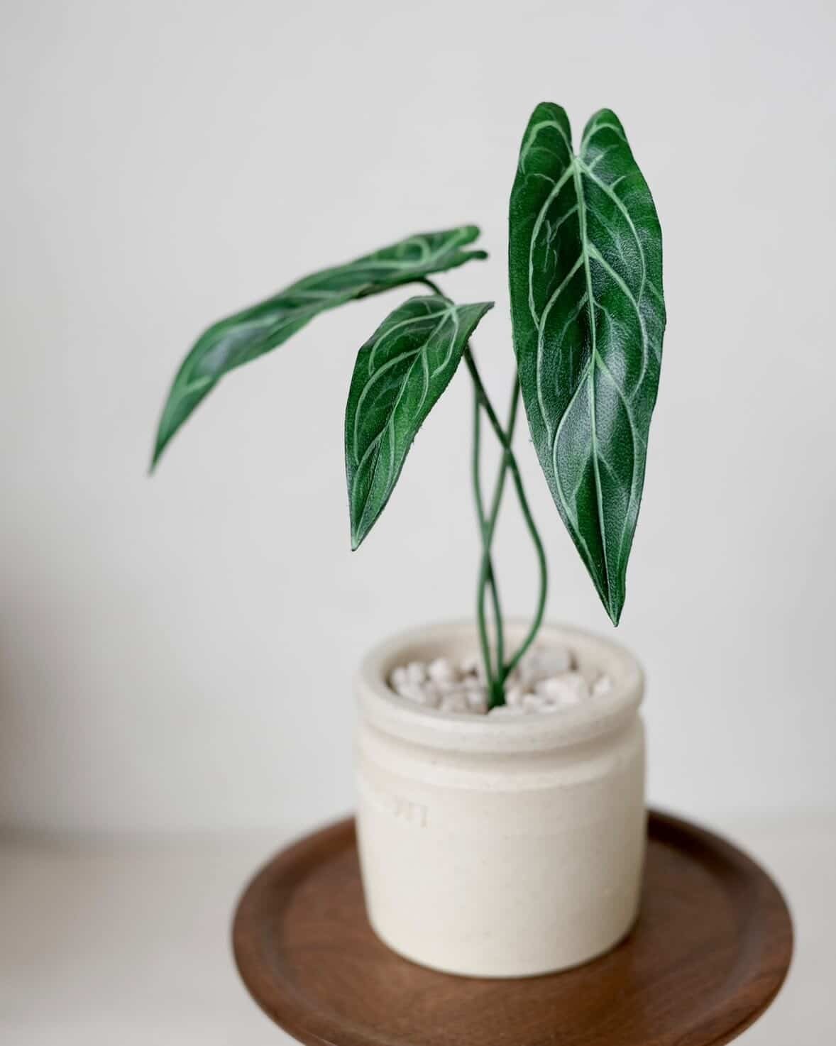 予約販売> Anthurium warocqueanum｜Leather Botanical Collection