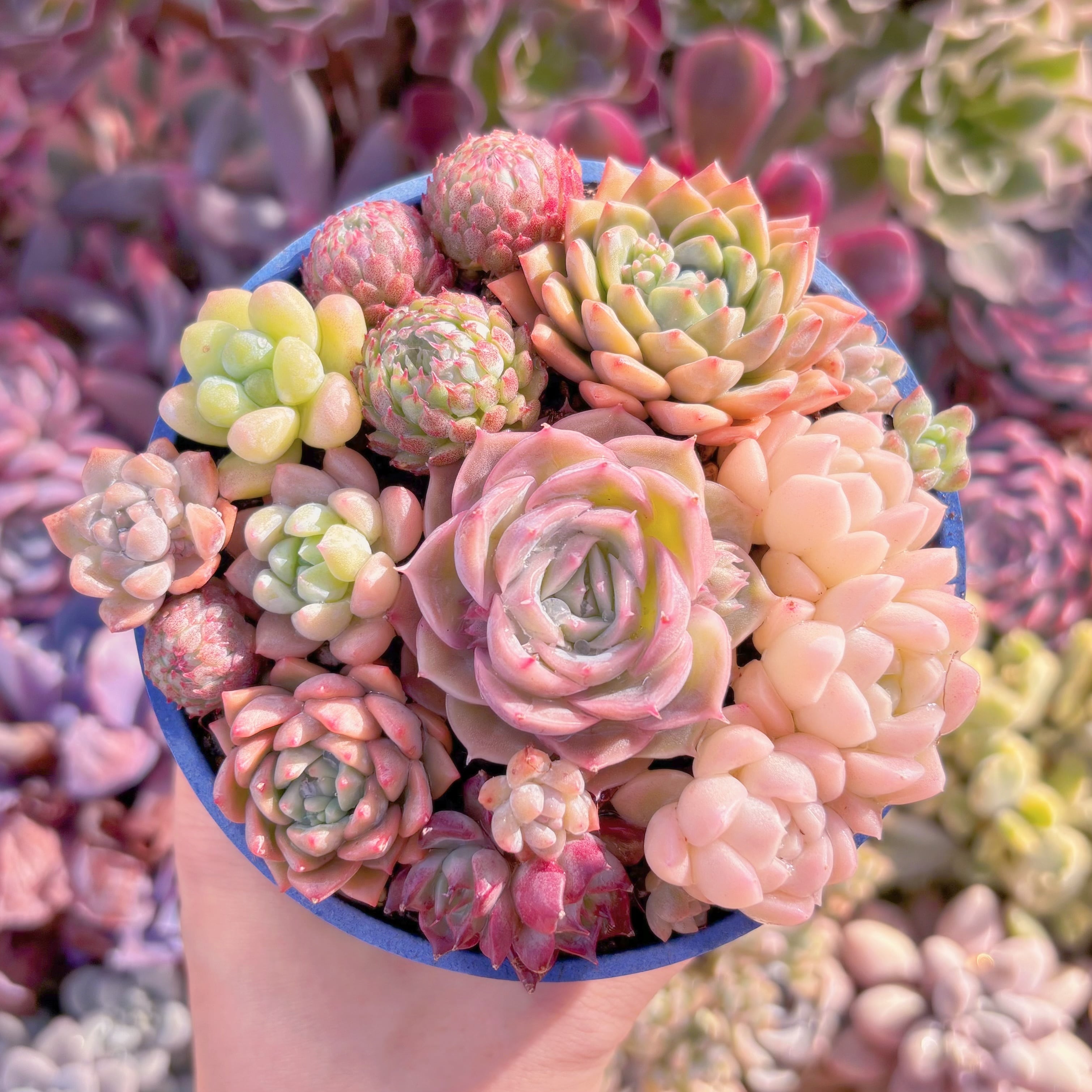 現品　寄せ植えセット#1152　るる農園