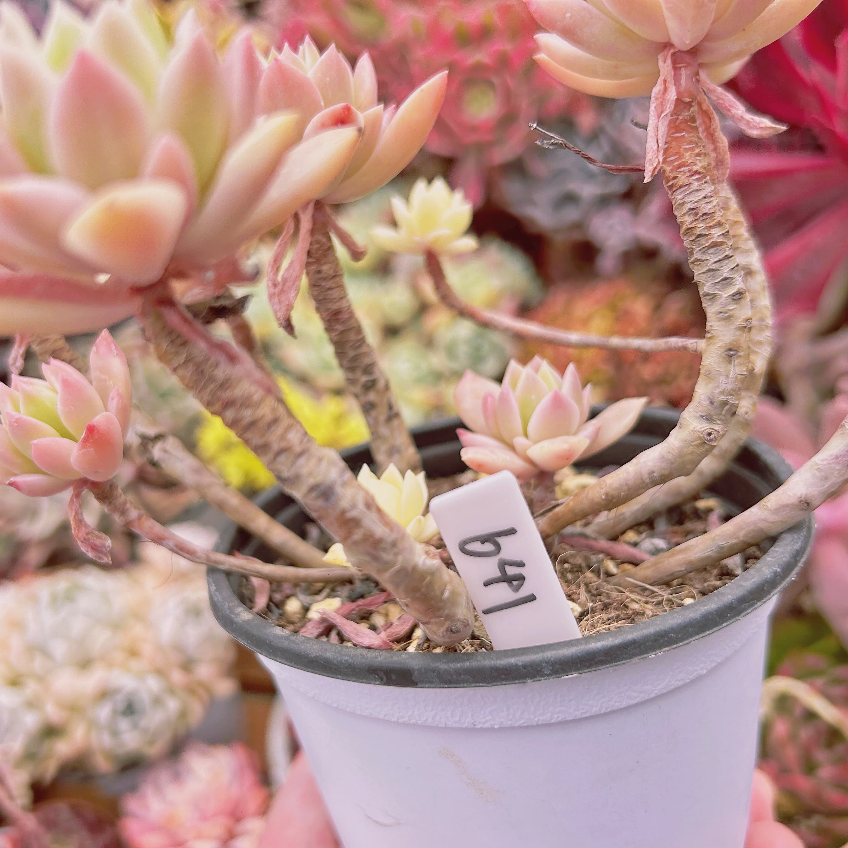 641現物 多肉植物 マッコス錦 | PAY ID