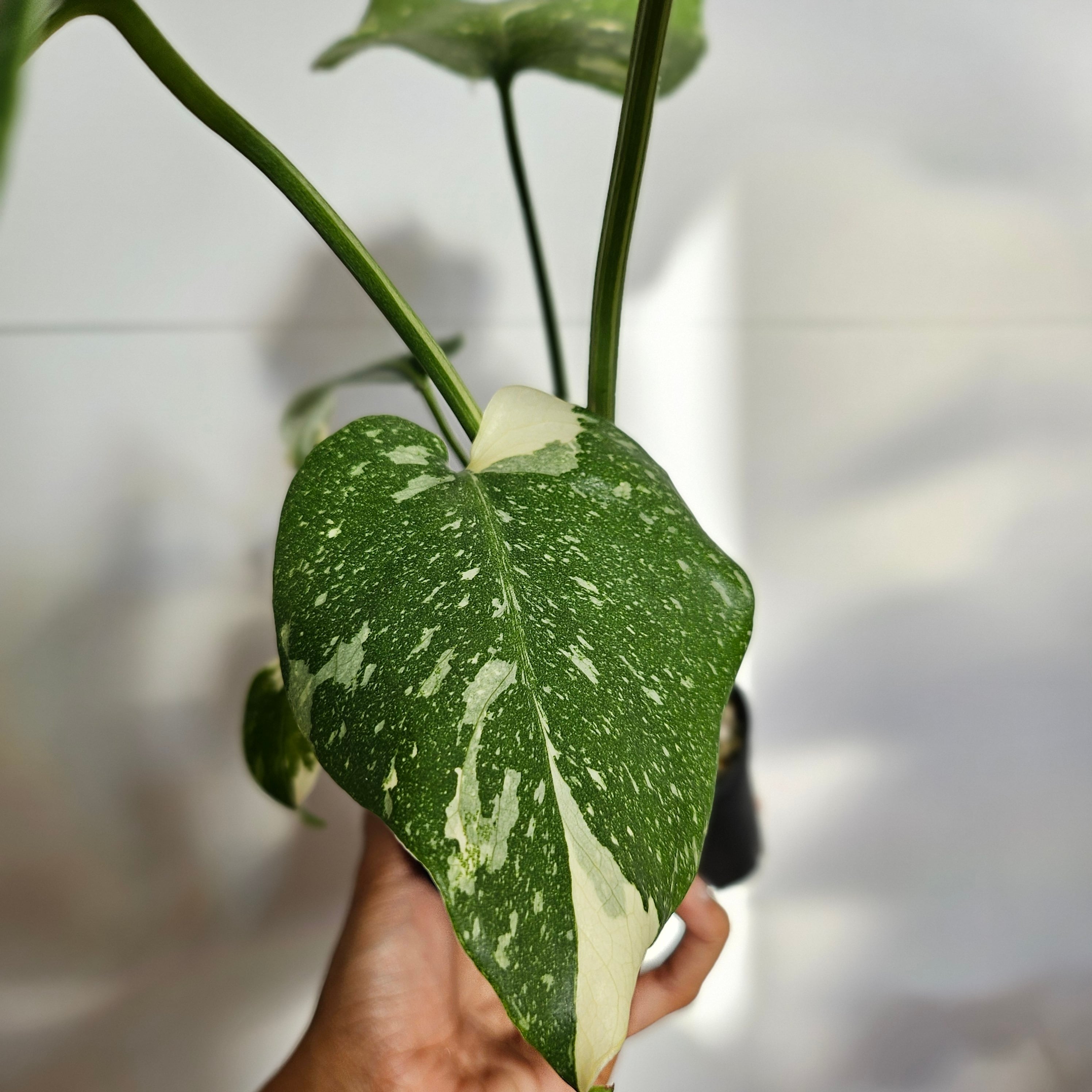 モンステラ,デリシオーサタイコンステレーション.イエローモンスター