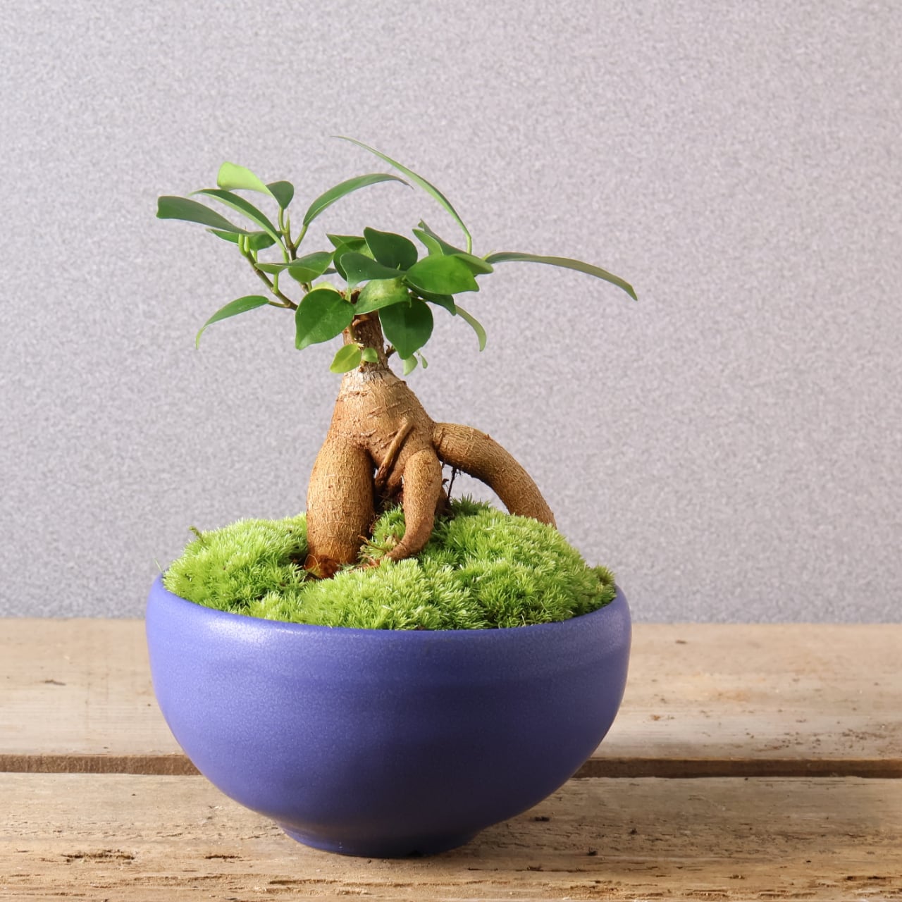 ガジュマル盆栽 ガジュマル盆栽 . #ガジュマル #盆栽 #ガジュマル盆栽