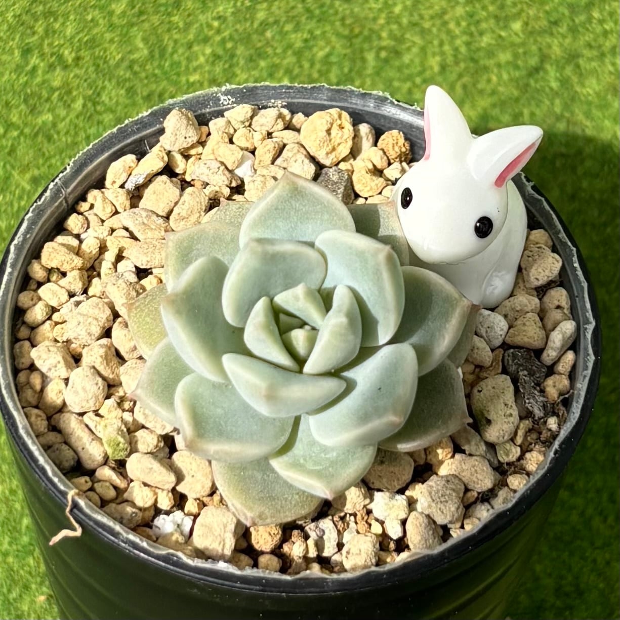 多肉植物✩.*˚七福神 抜き苗 現物 多肉植物 七福神錦 特大 抜き苗 | PAY ID