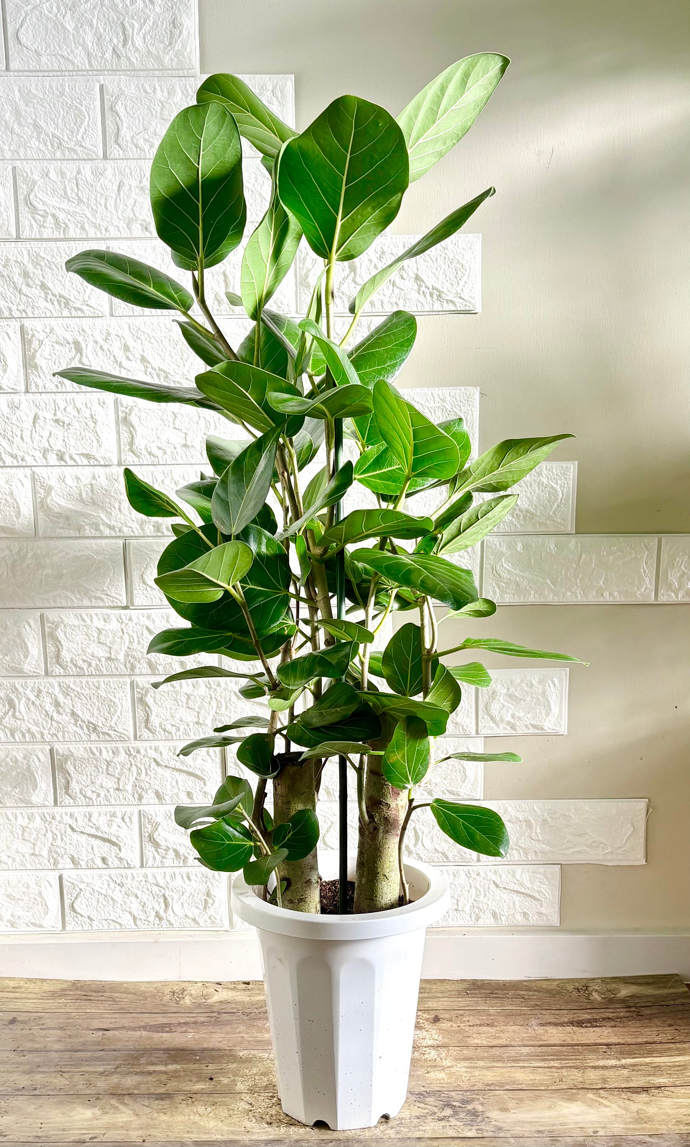フィカスベンガレンシス⭐️太幹2本立ち⭐️観葉植物 | 観葉植物のお店