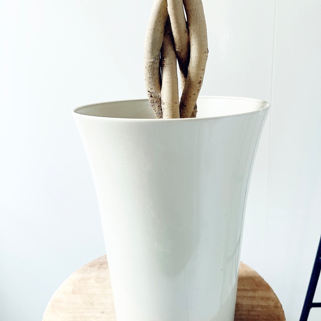 フィカス ベンジャミン スターライト ビューティークイーン 2玉造り・豪華4本編み込み｜限定品｜calm cafe