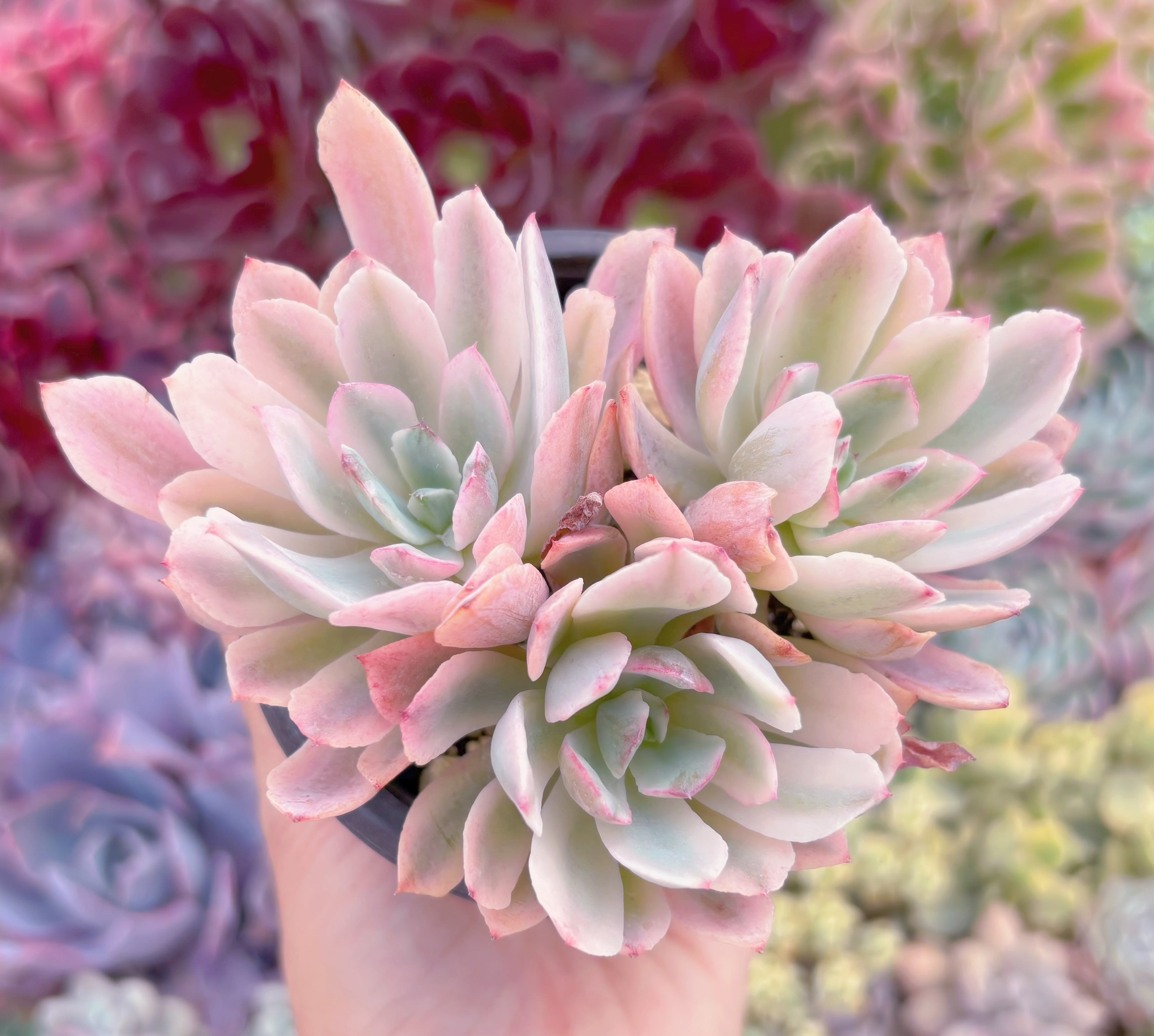 現品　hoveyi錦#B42　るる農園