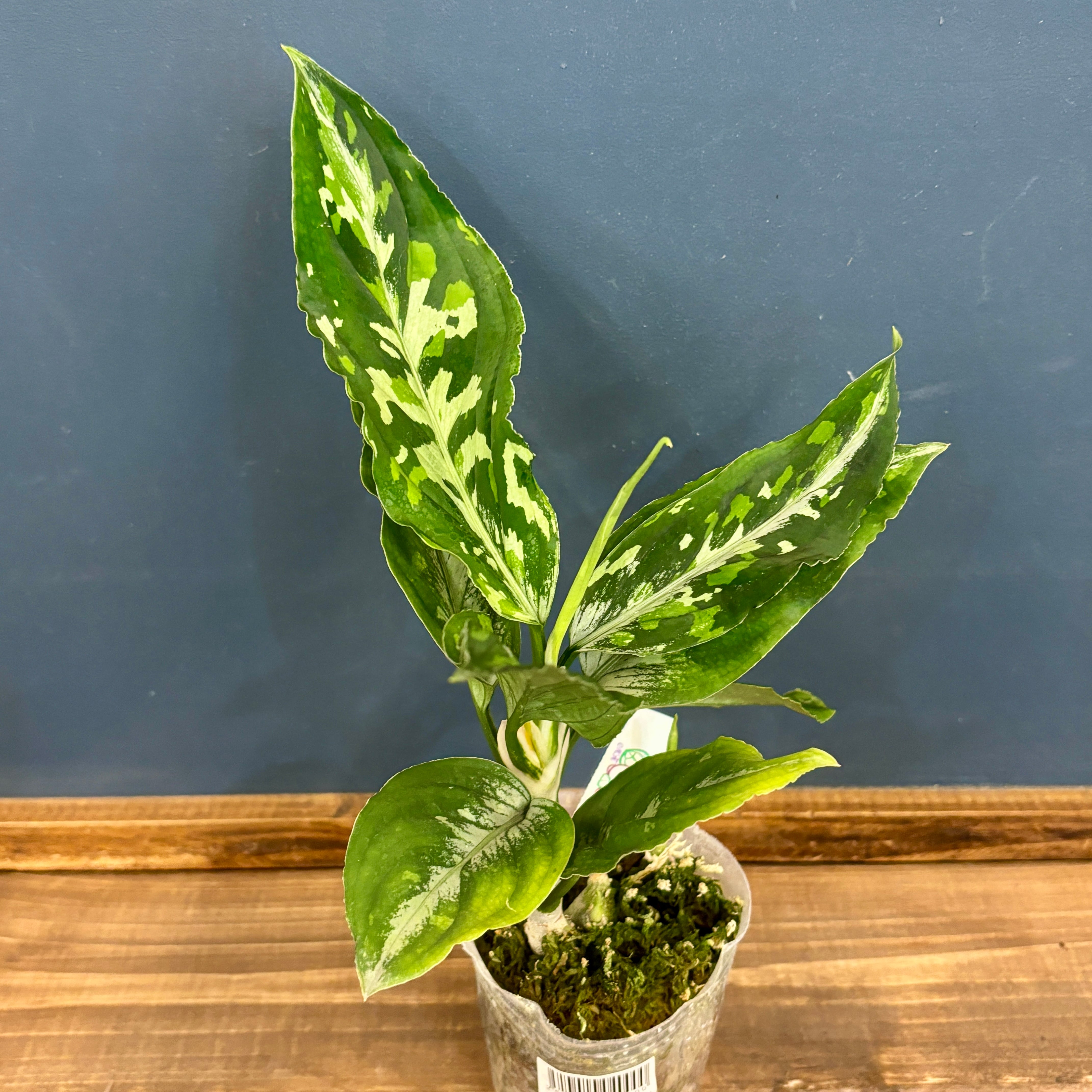 (HL-017-F) アグラオネマ　ピクタム HL-017-F) アグラオネマ ピクタム