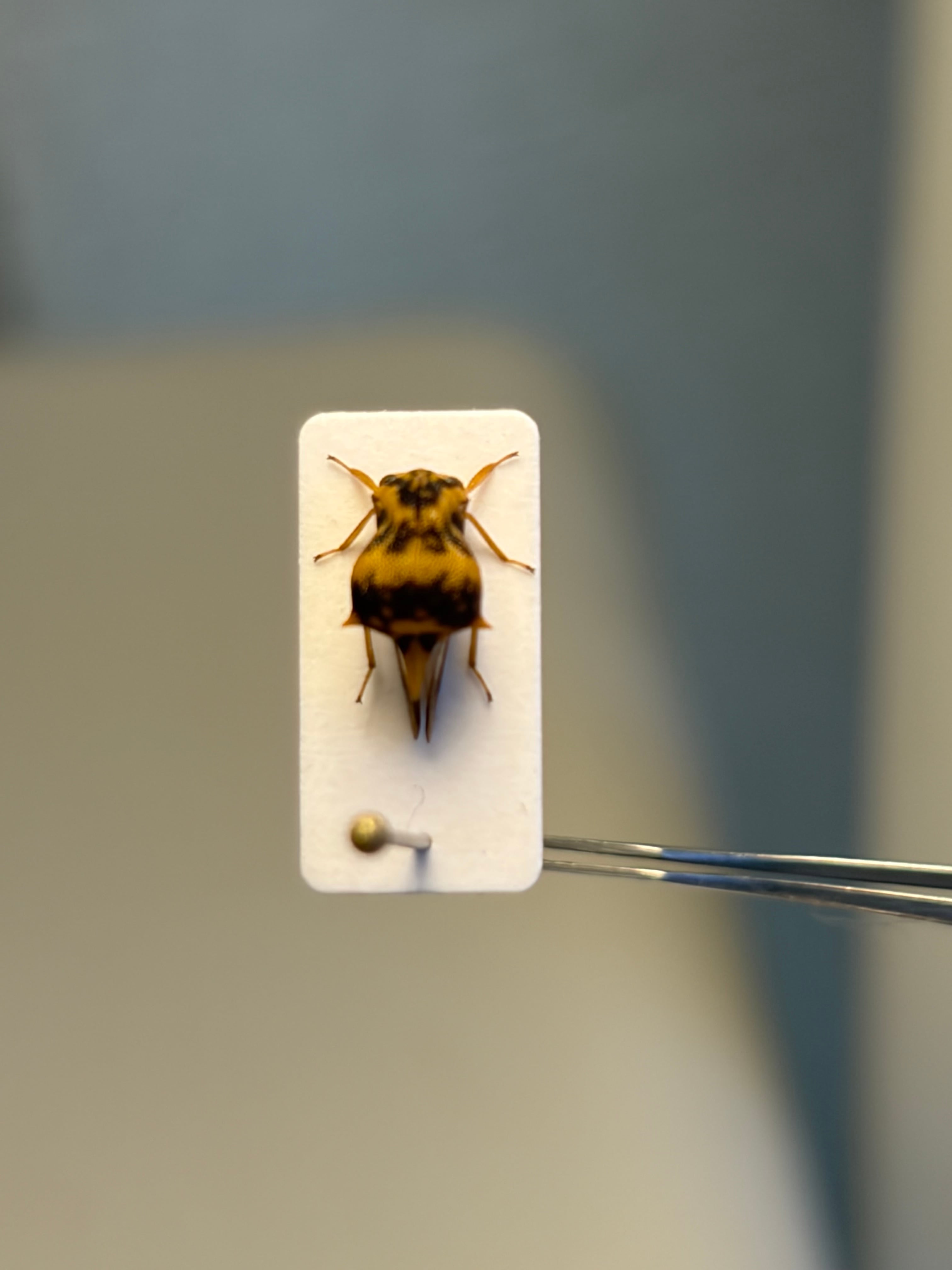 7mm】ヒメコエダツノゼミ 標本 角蝉セミ ホタル 蛍 タマムシ チョウ
