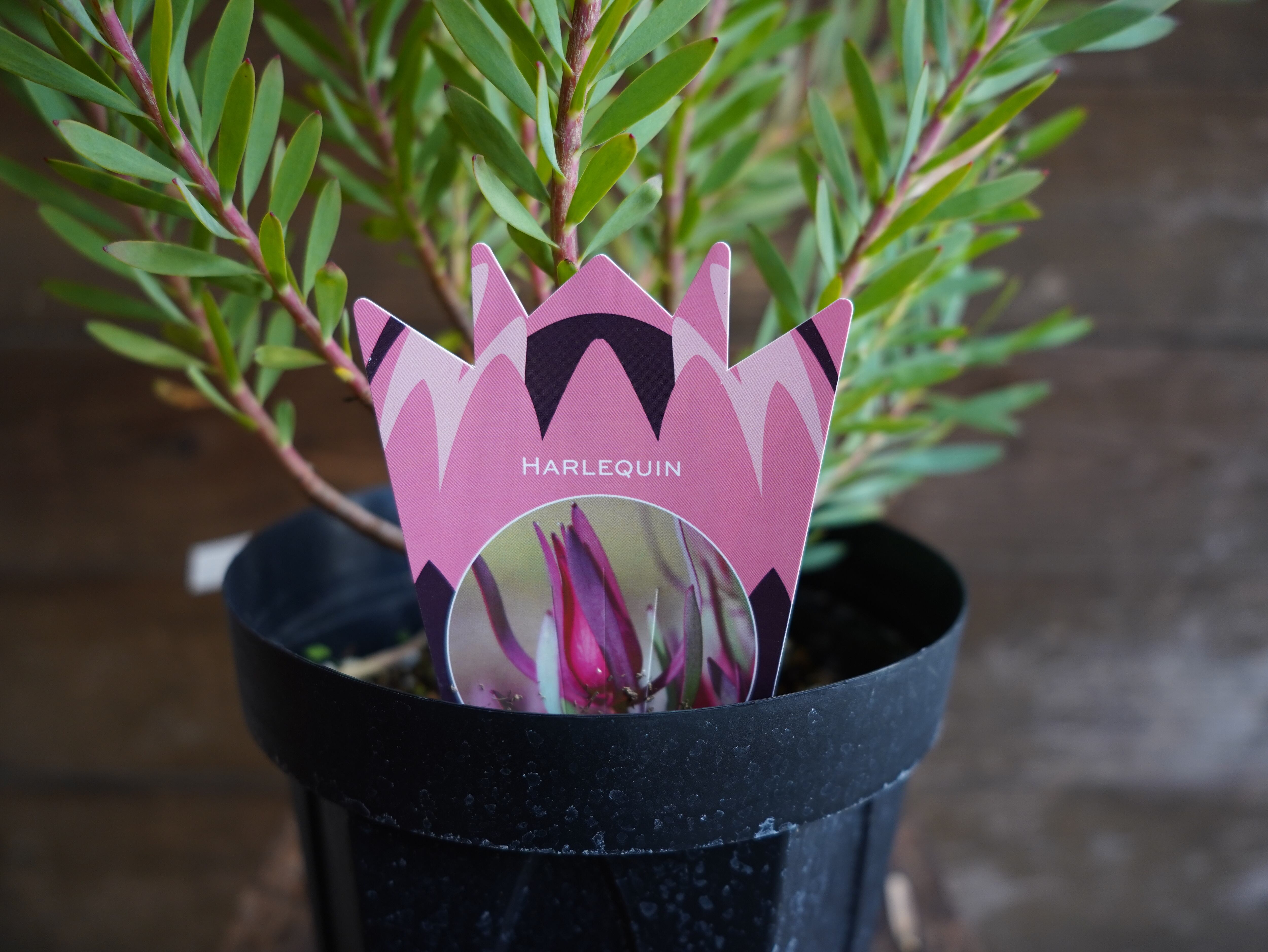 【現物】リューカデンドロン　”Harlequin”　６号