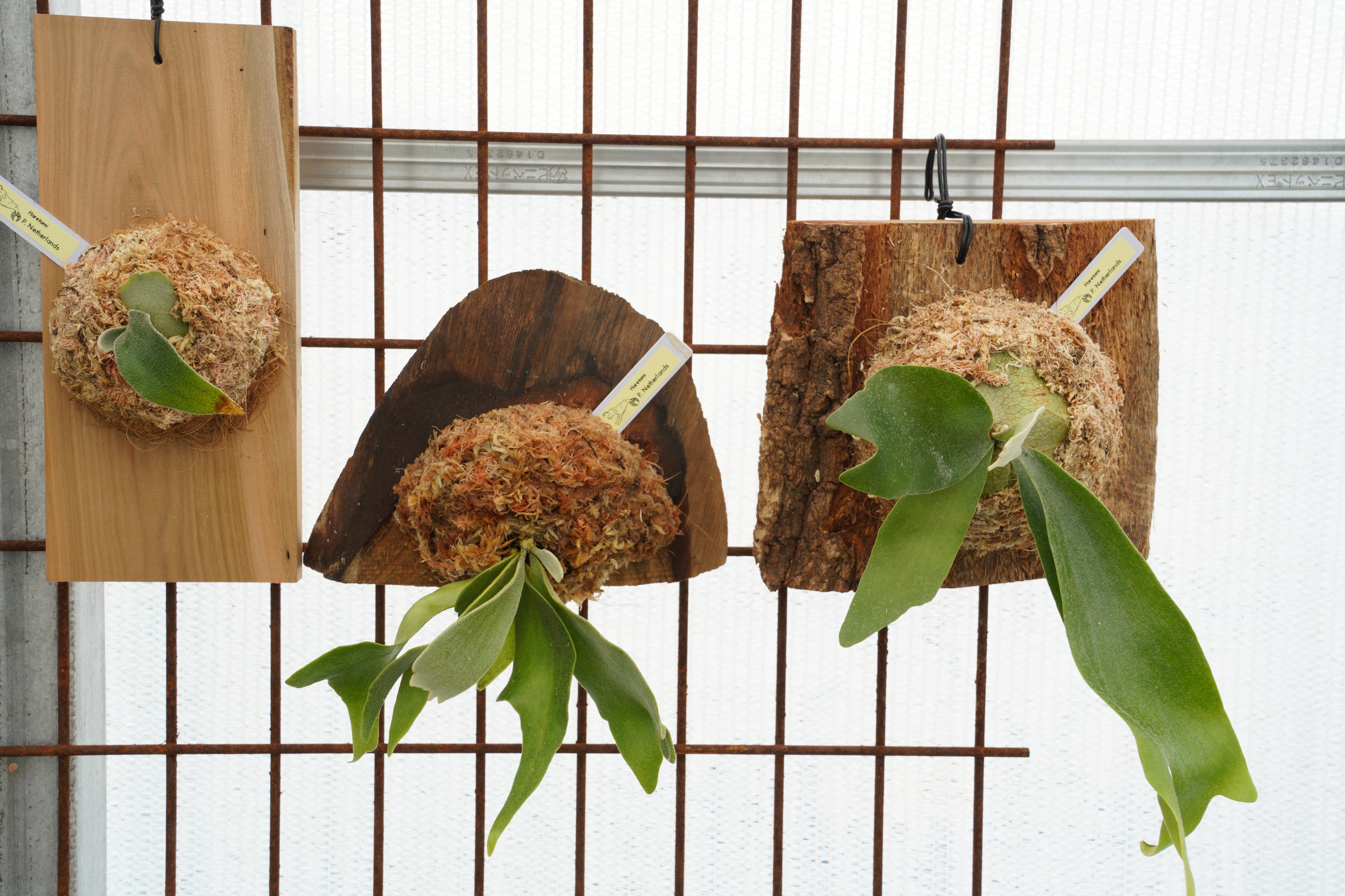 ビカクシダ ネザーランド 天然木板②【送料無料】 | HARETOMI