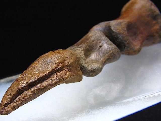 【 化石 】恐竜化石 テスケロサウルス Thescelosaurus 爪 足の指骨 モンタナ 博物館級