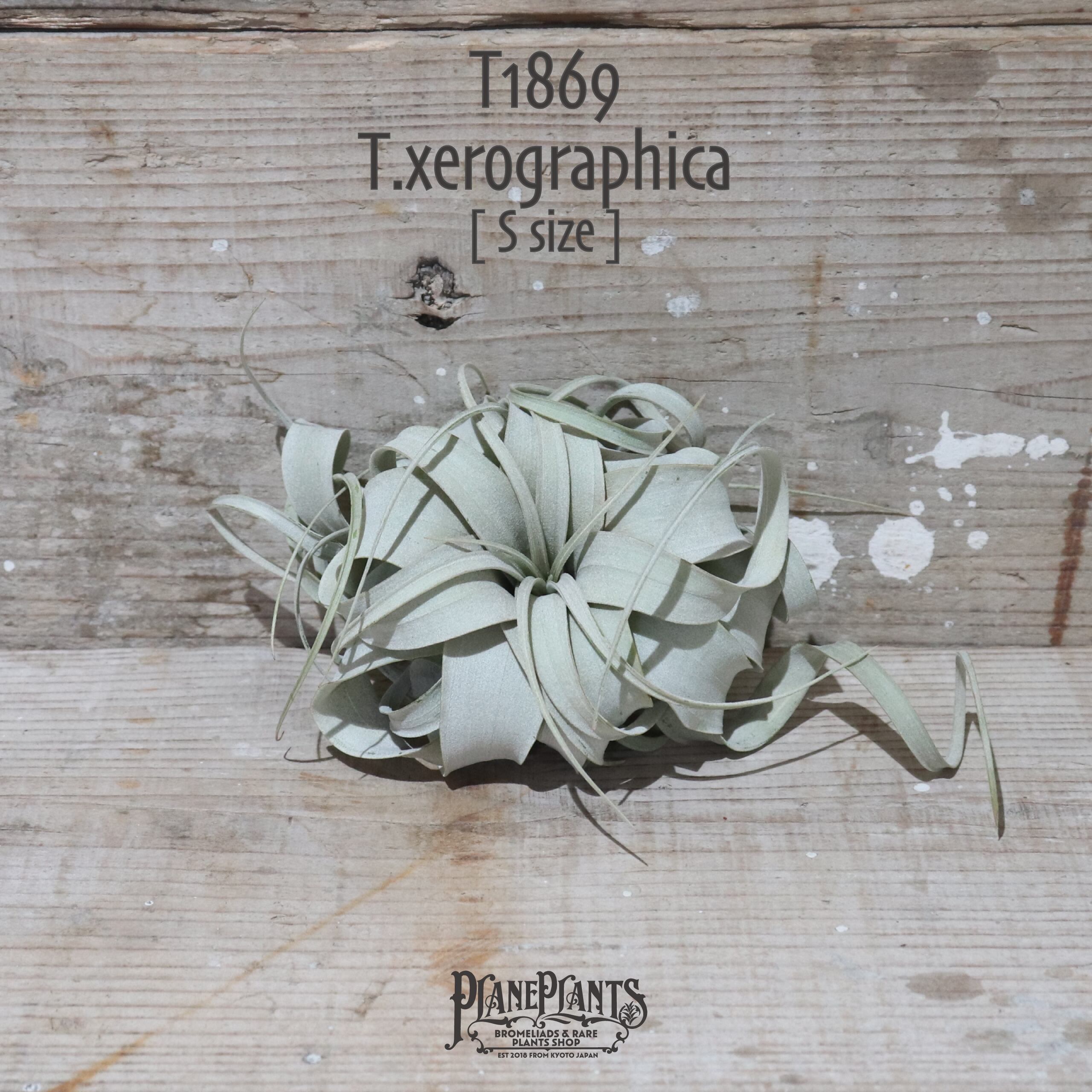 【送料無料】キセログラフィカ S〔エアプランツ〕現品発送T1869