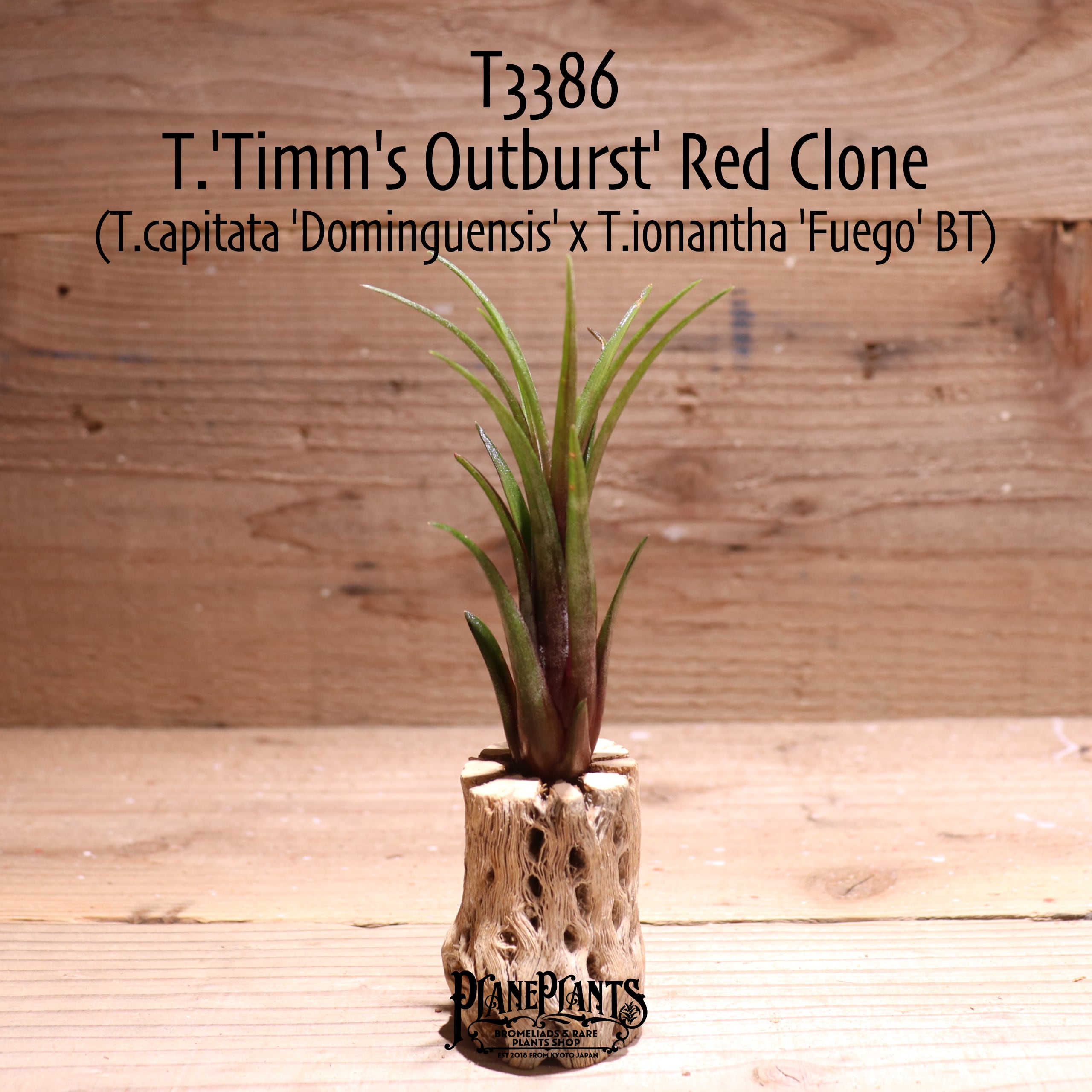 【送料無料】'Timm's Outburst' Red Clone〔エアプランツ〕現品発送T3386