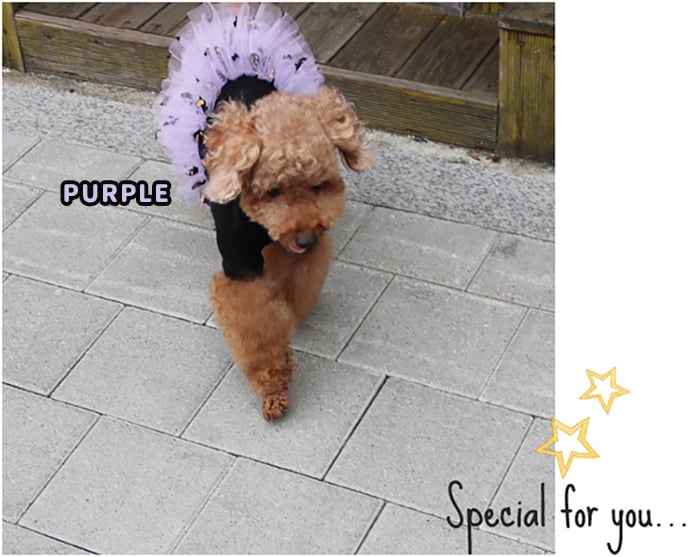 halloween hairpin 2color  /  ペット アクセサリー 犬 ヘアピン 可愛い 犬の服 ドッグウェア 猫 小型犬 中型犬 b27