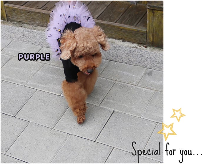 halloween hairpin 2color  /  ペット アクセサリー 犬 ヘアピン 可愛い 犬の服 ドッグウェア 猫 小型犬 中型犬