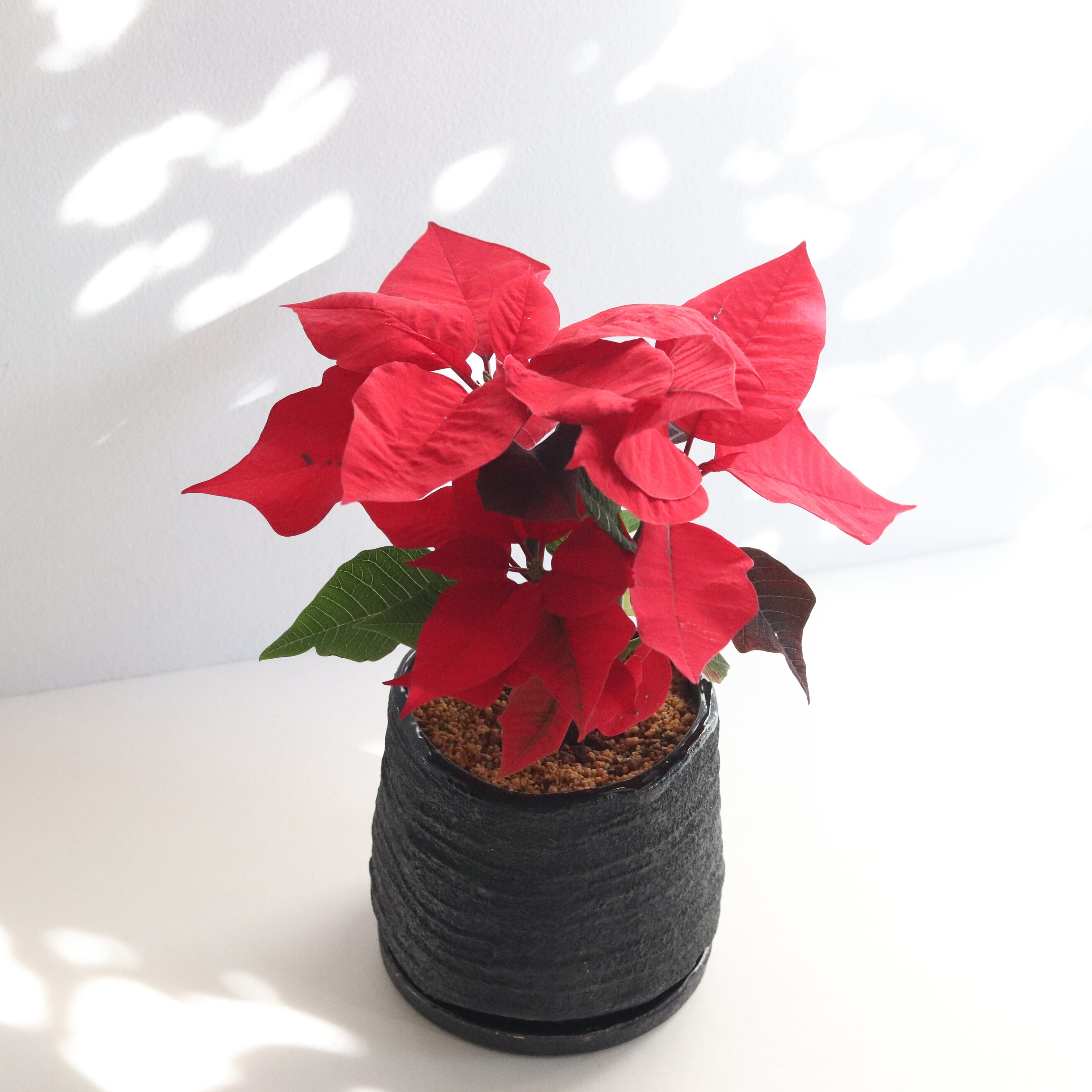 グリーン ポインセチア ジーフラットインテリアショップ Online Shop