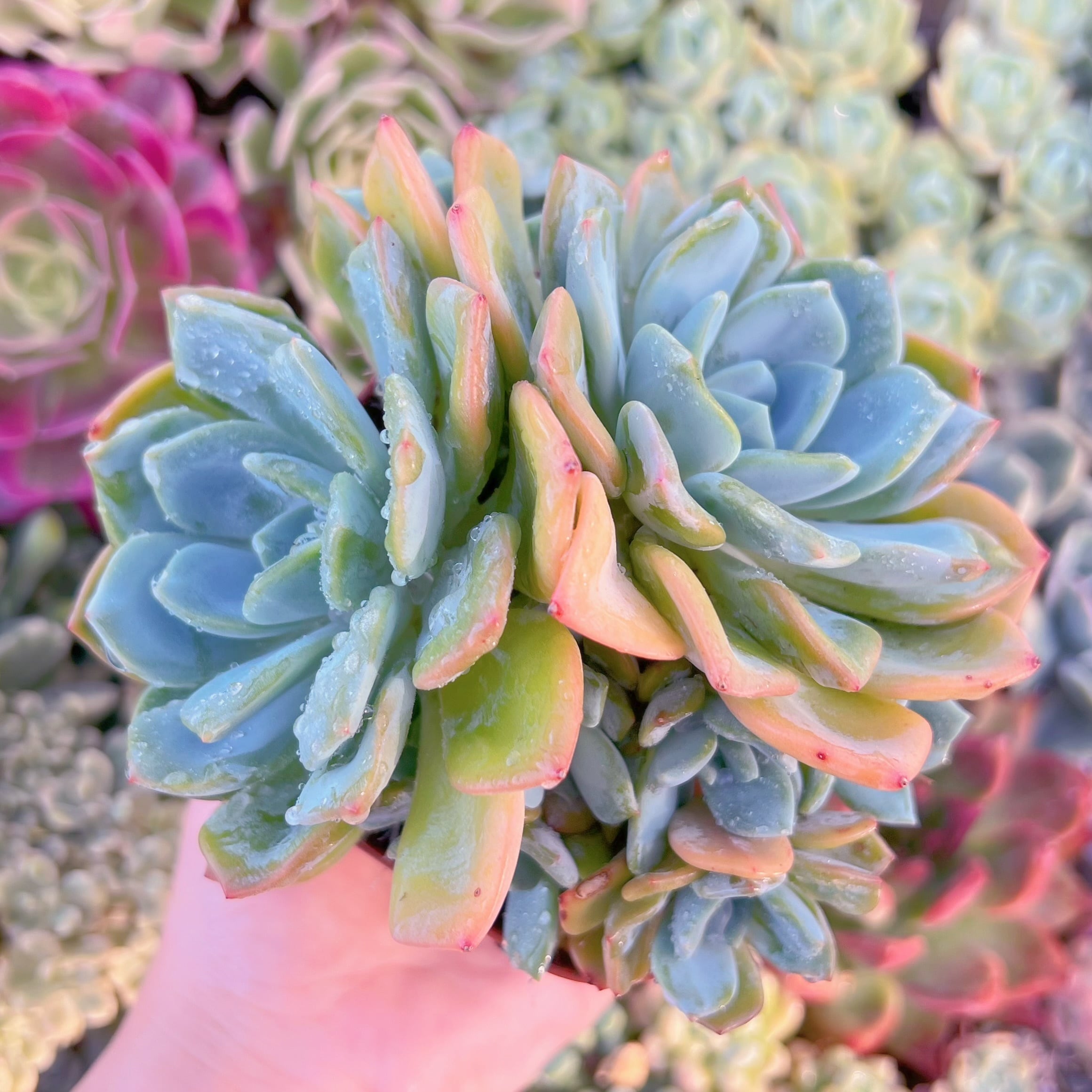 現品　ドリームアニー#1153　大群生　るる農園