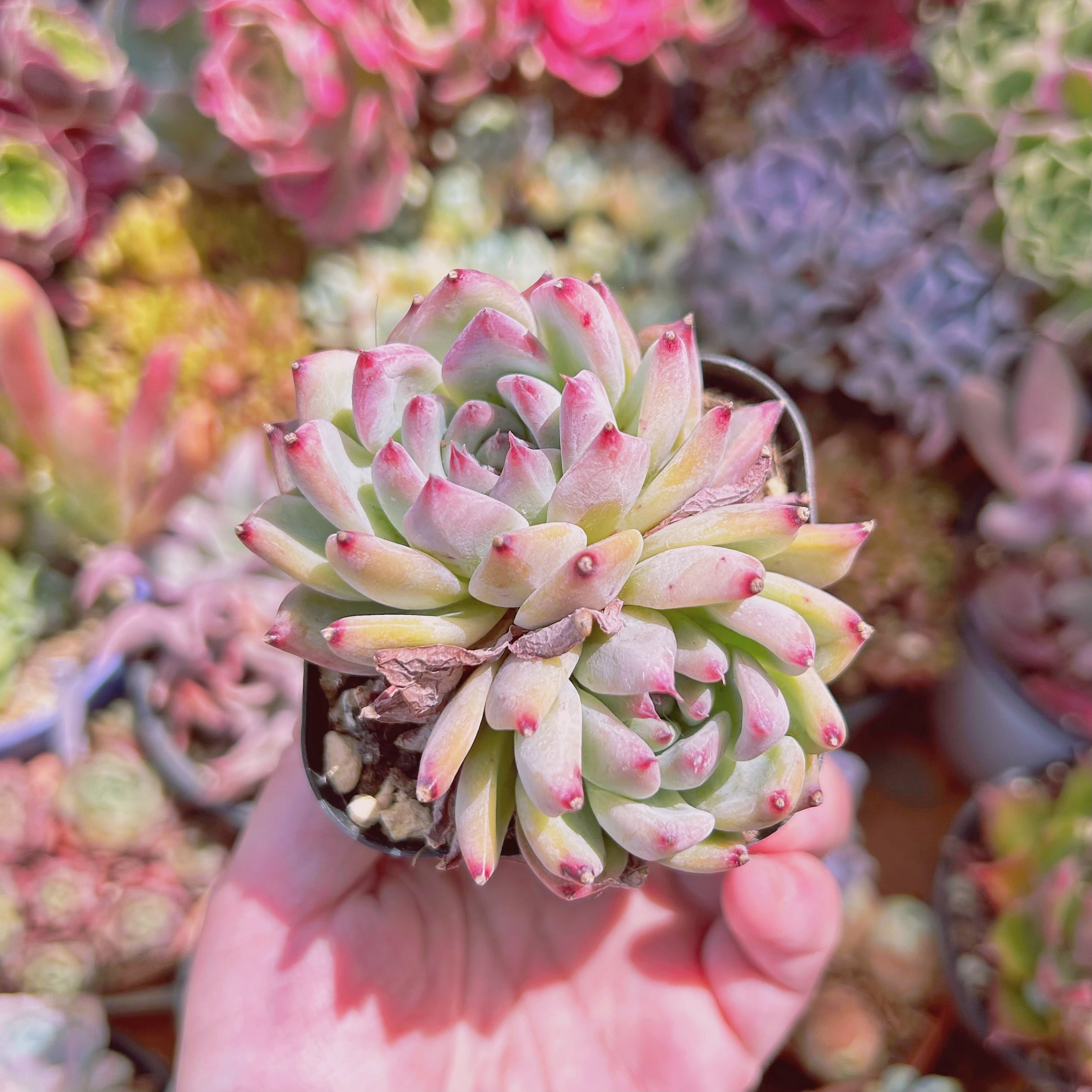 #1166現物　多肉植物  アイボリーローズ　