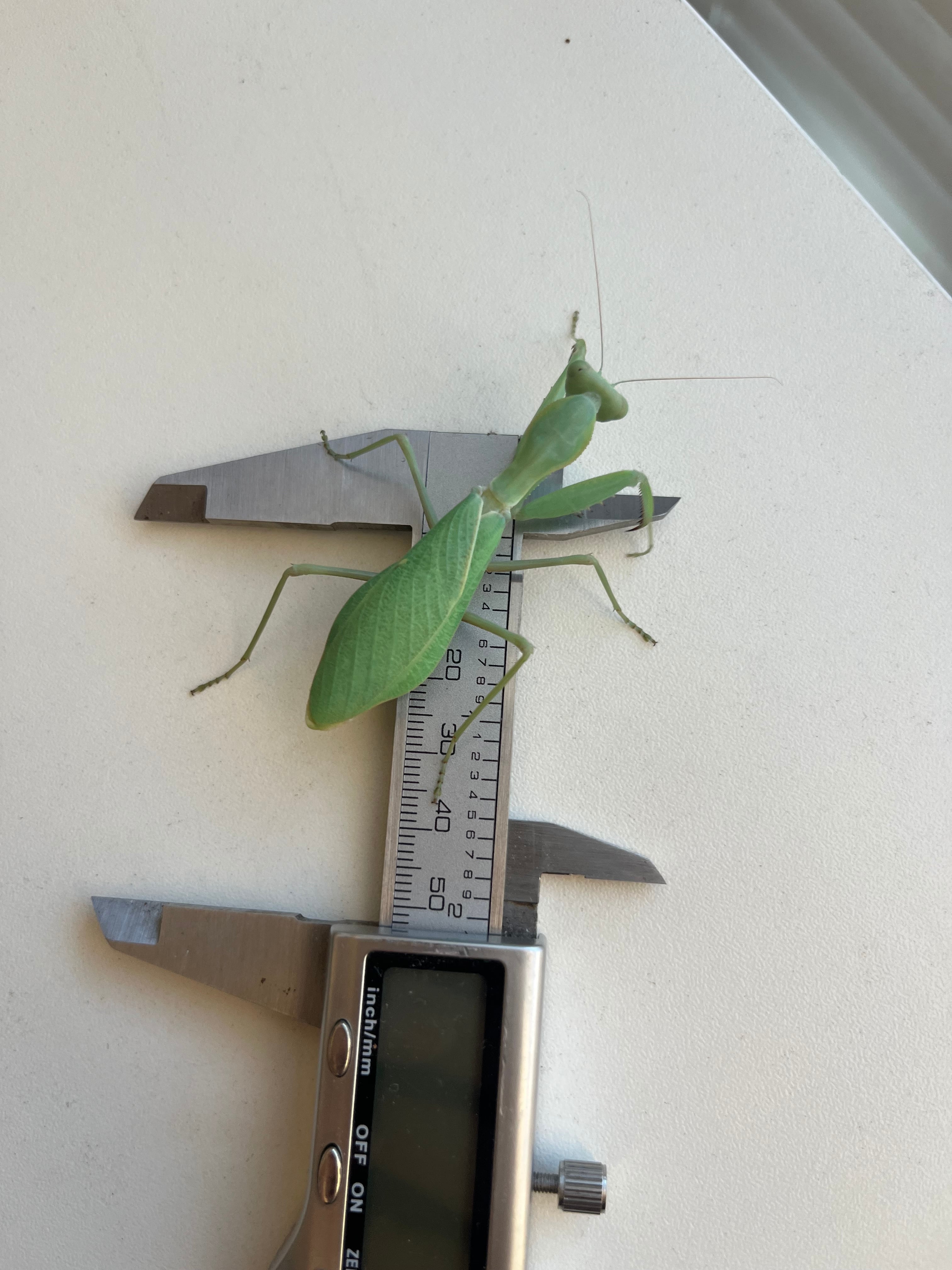 ♀成体】アフリカオオハラビロカマキリSphodromantis sp.マンティス
