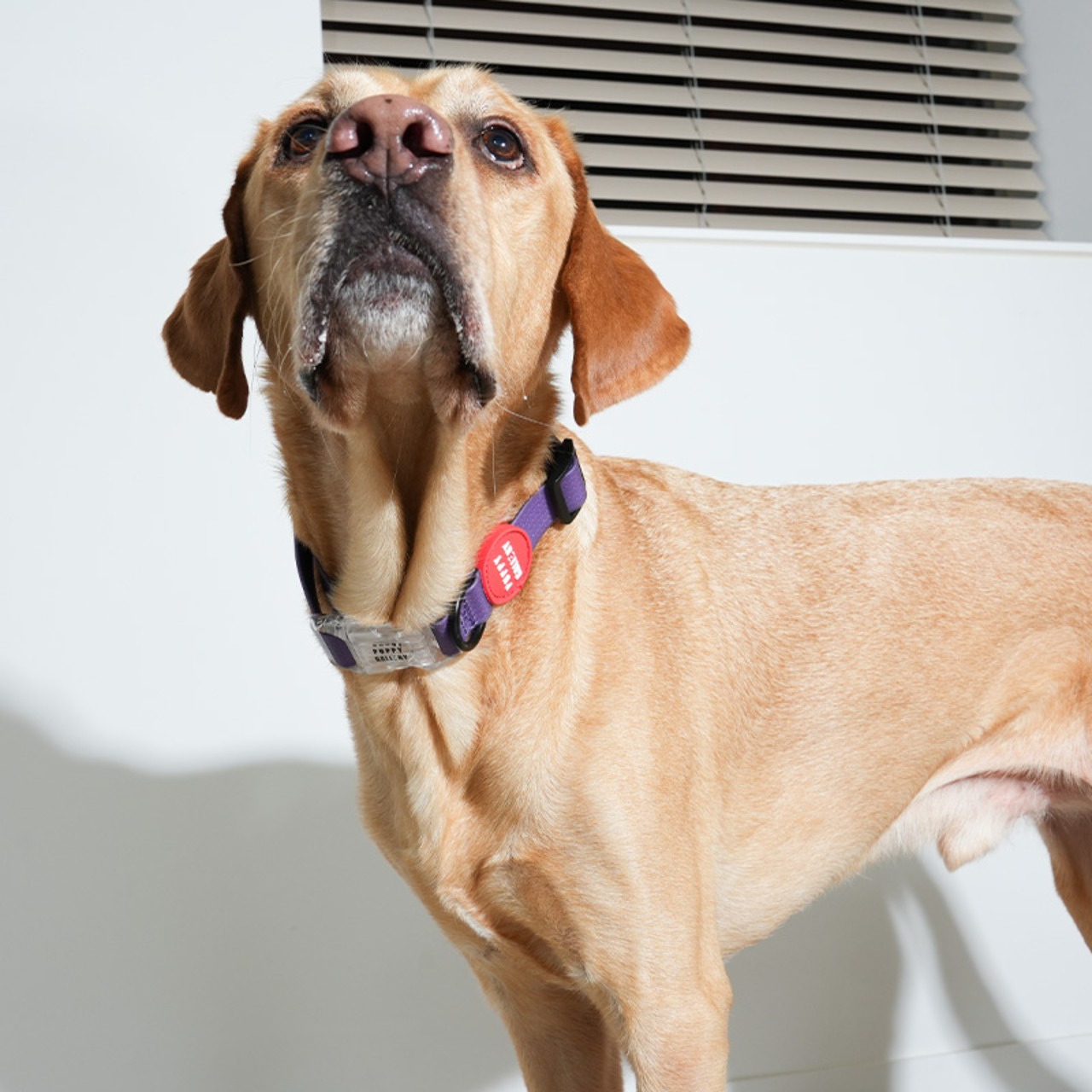 【PUPPYGALLERY公式】オールウェザー防水ハート首輪　S