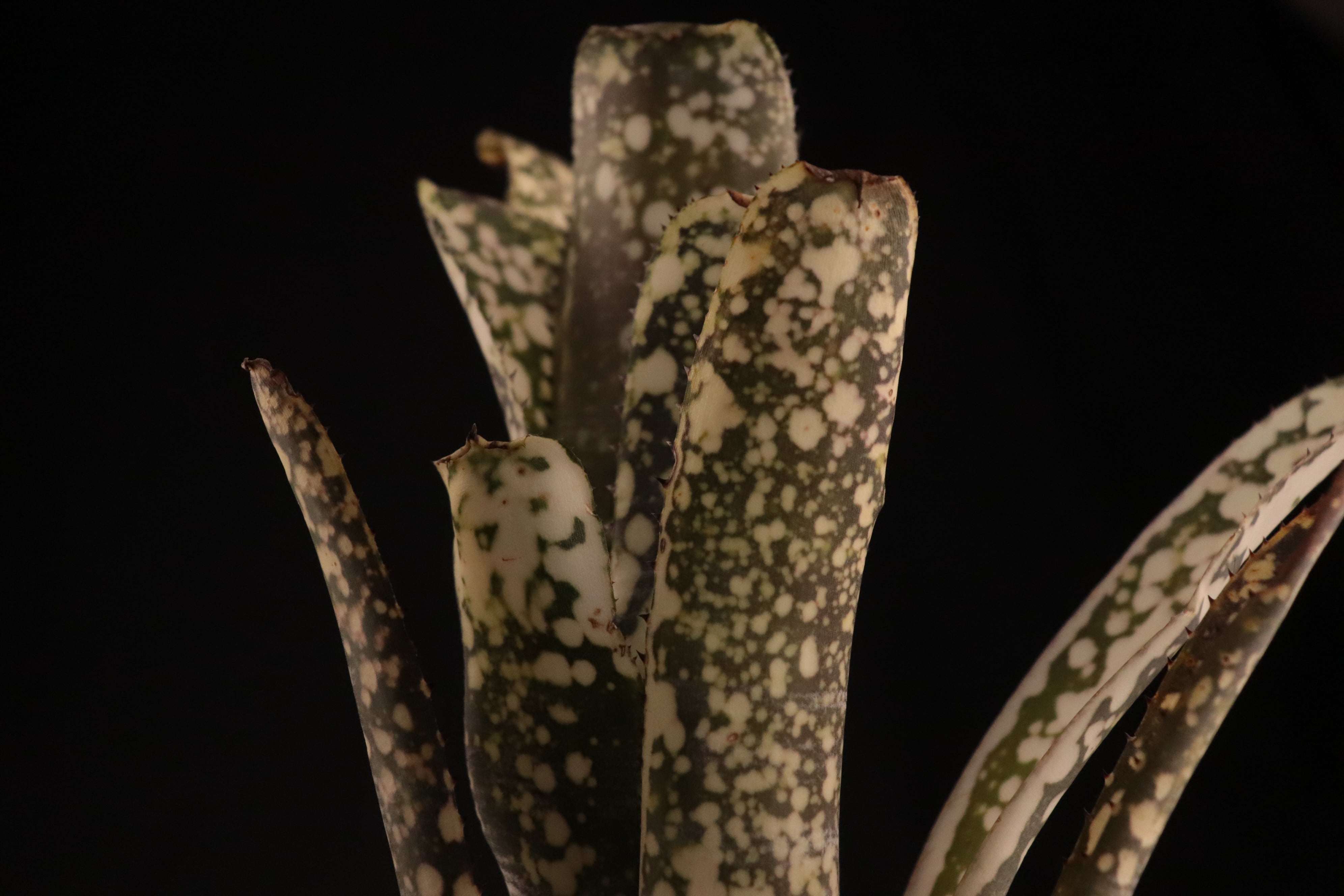 Billbergia 'Limestone'〔ビルベルギア〕現品発送B0289 送料無料】Billbergia 'Limestone'〔ビルベルギア〕現品発送B0128