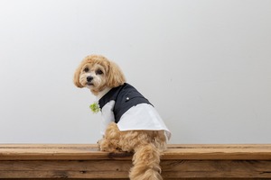 小型犬用タキシード -レンタル-