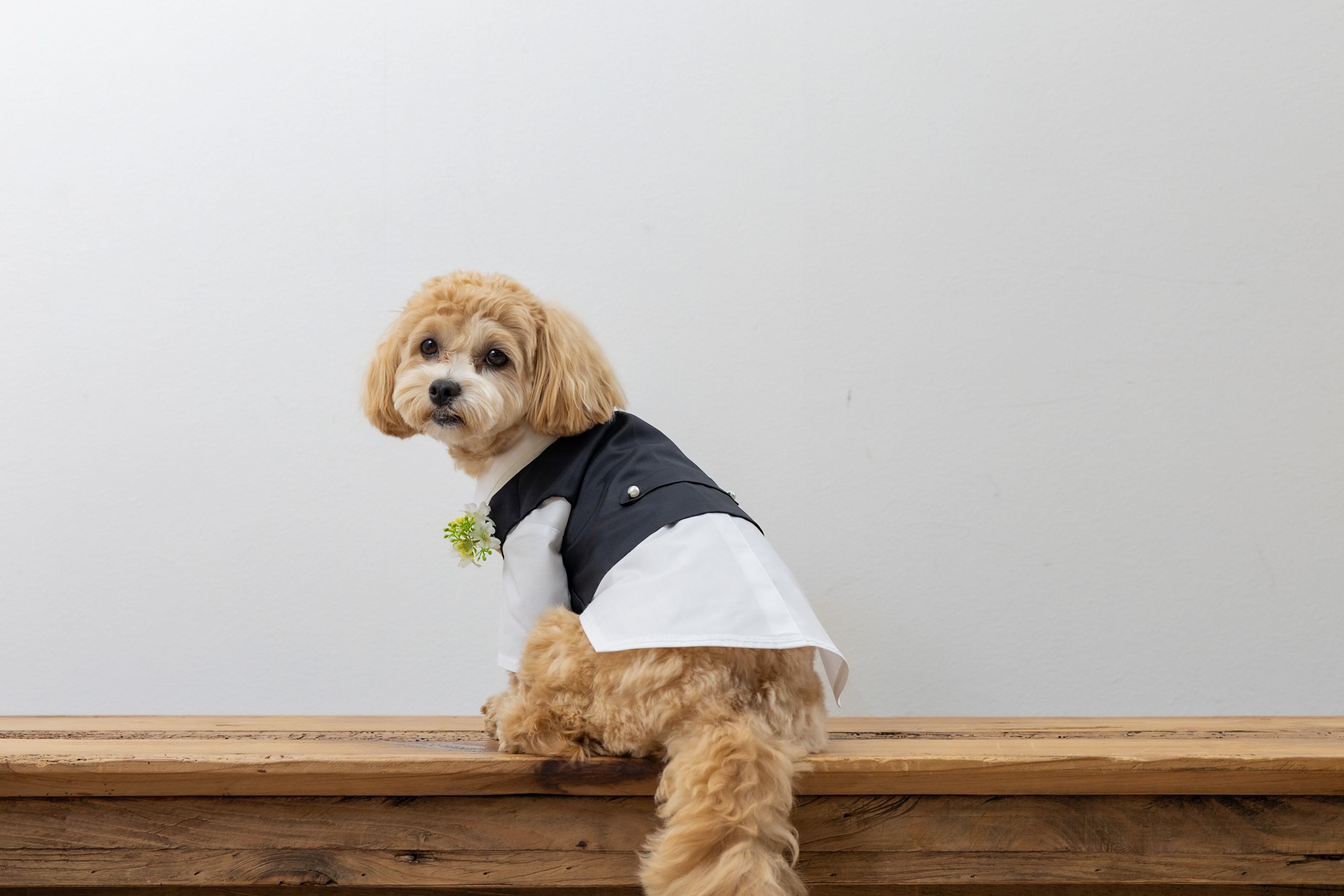 小型犬用タキシード -レンタル-